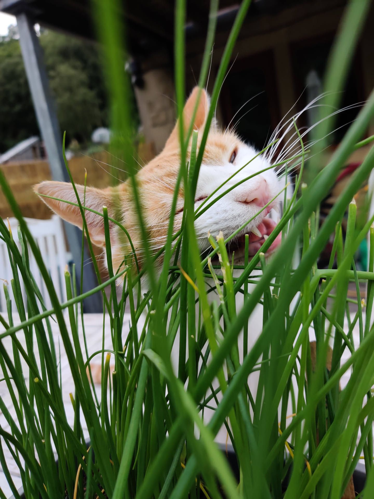 Ginger cat