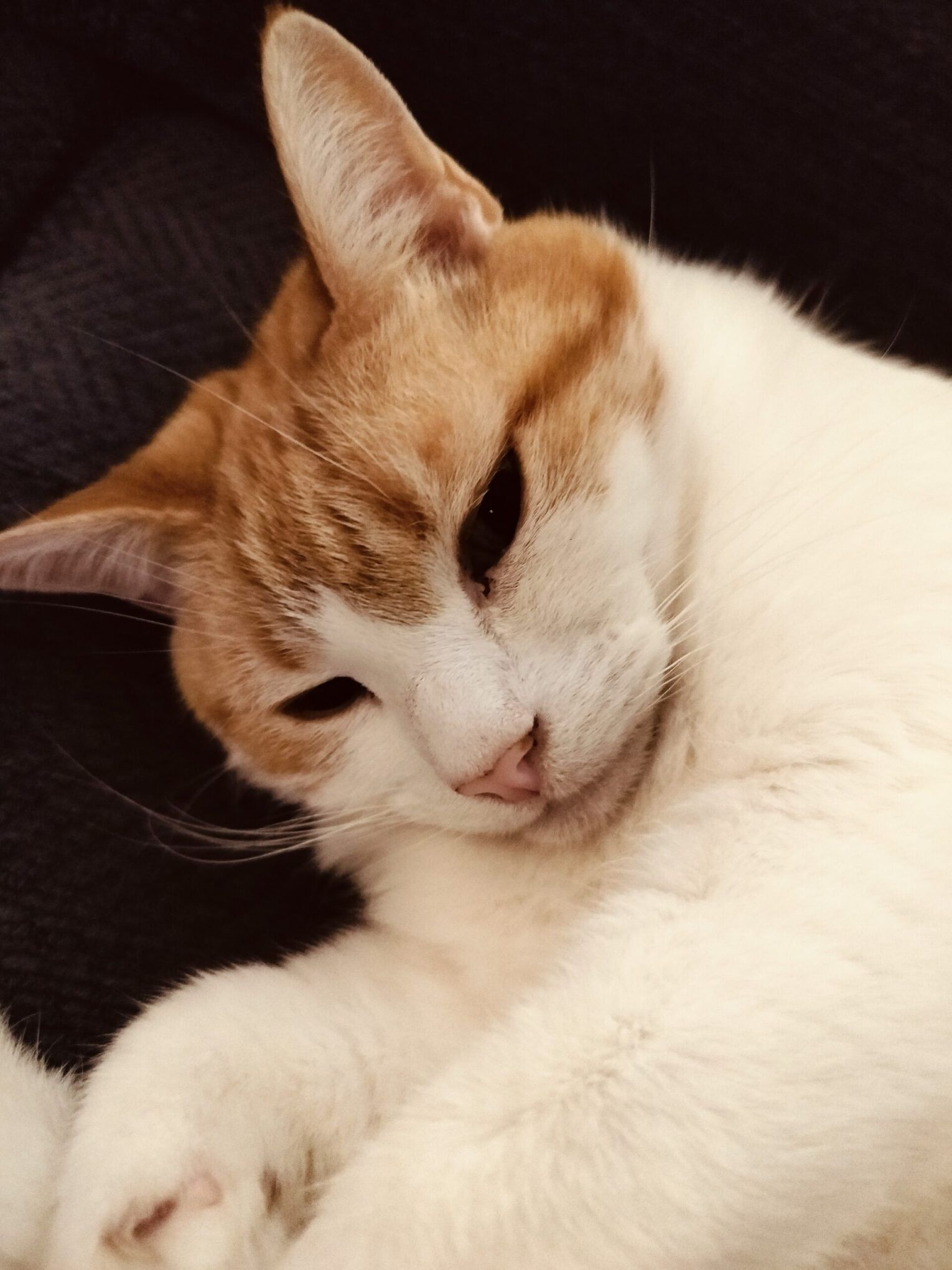 Ginger and white cat with eyes closed against a dark background