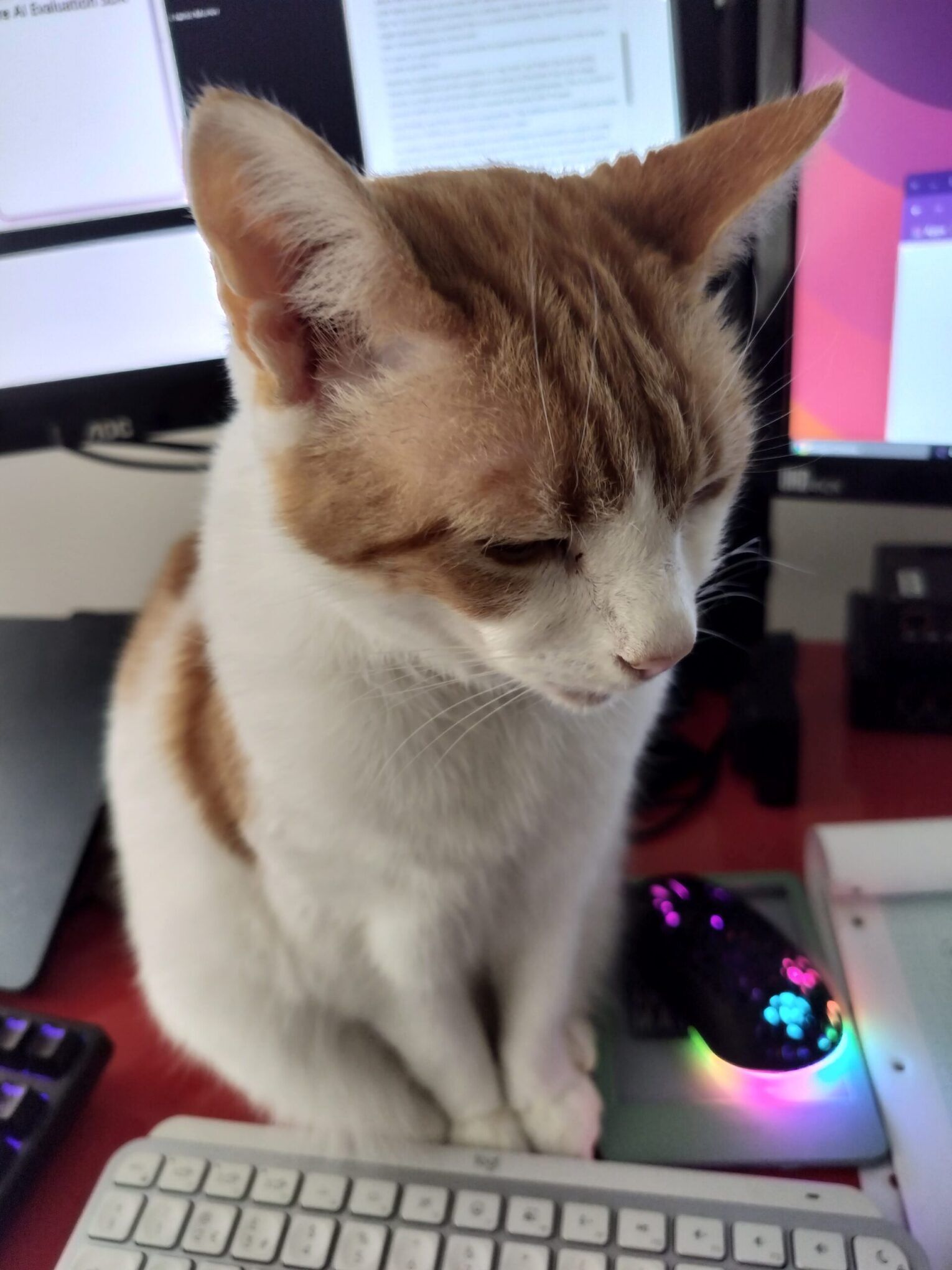 Ginger cat sitting at a desk surrounded by computer equipment