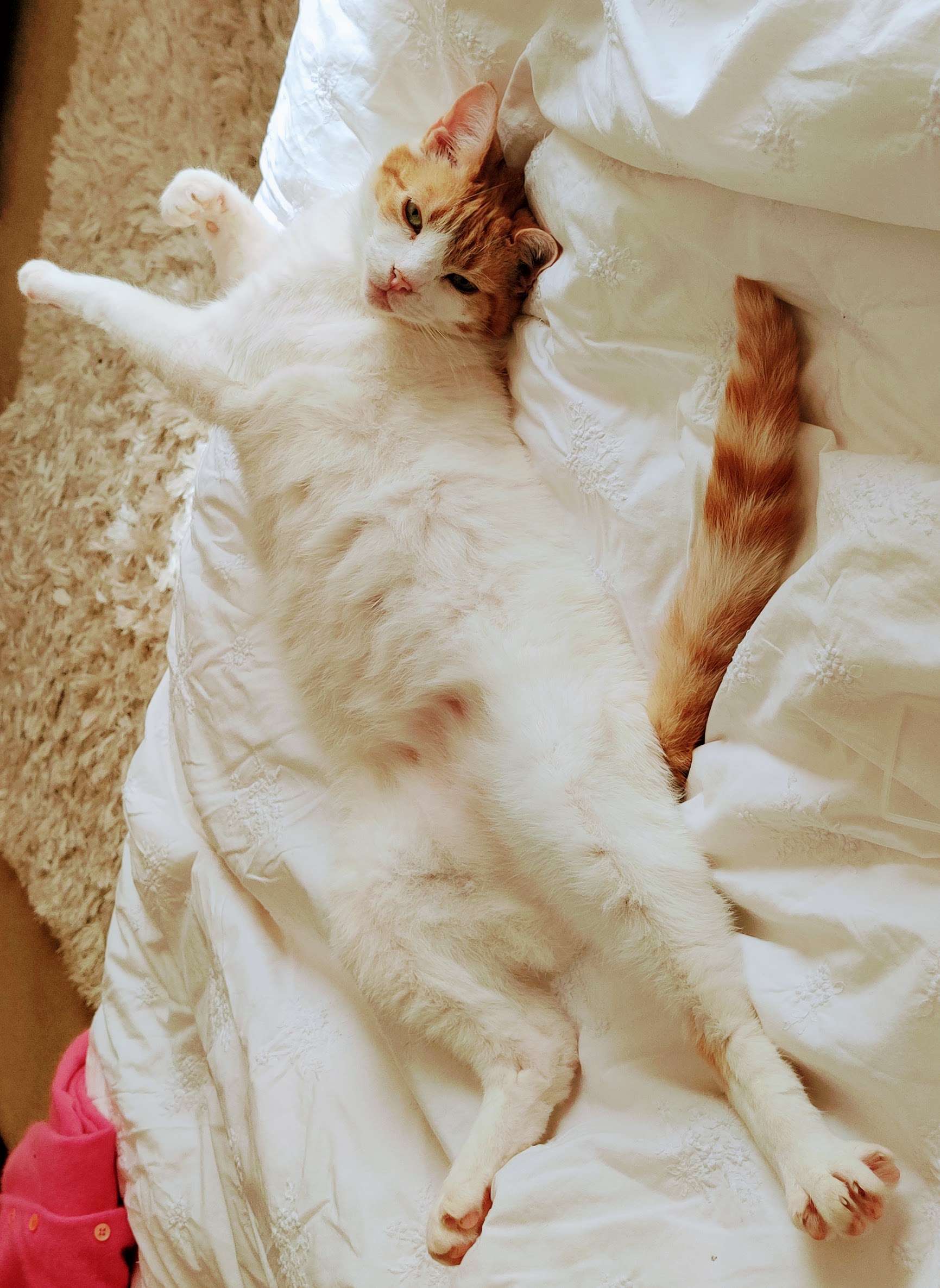 Ginger and white cat sprawled on cream bedding gazing upward