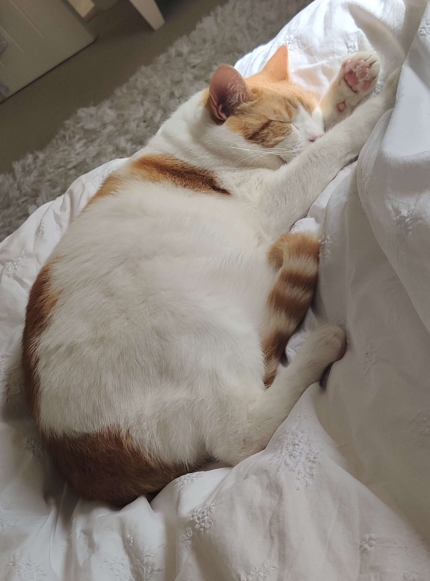 Ginger and white cat sprawled on cream bedding gazing upward