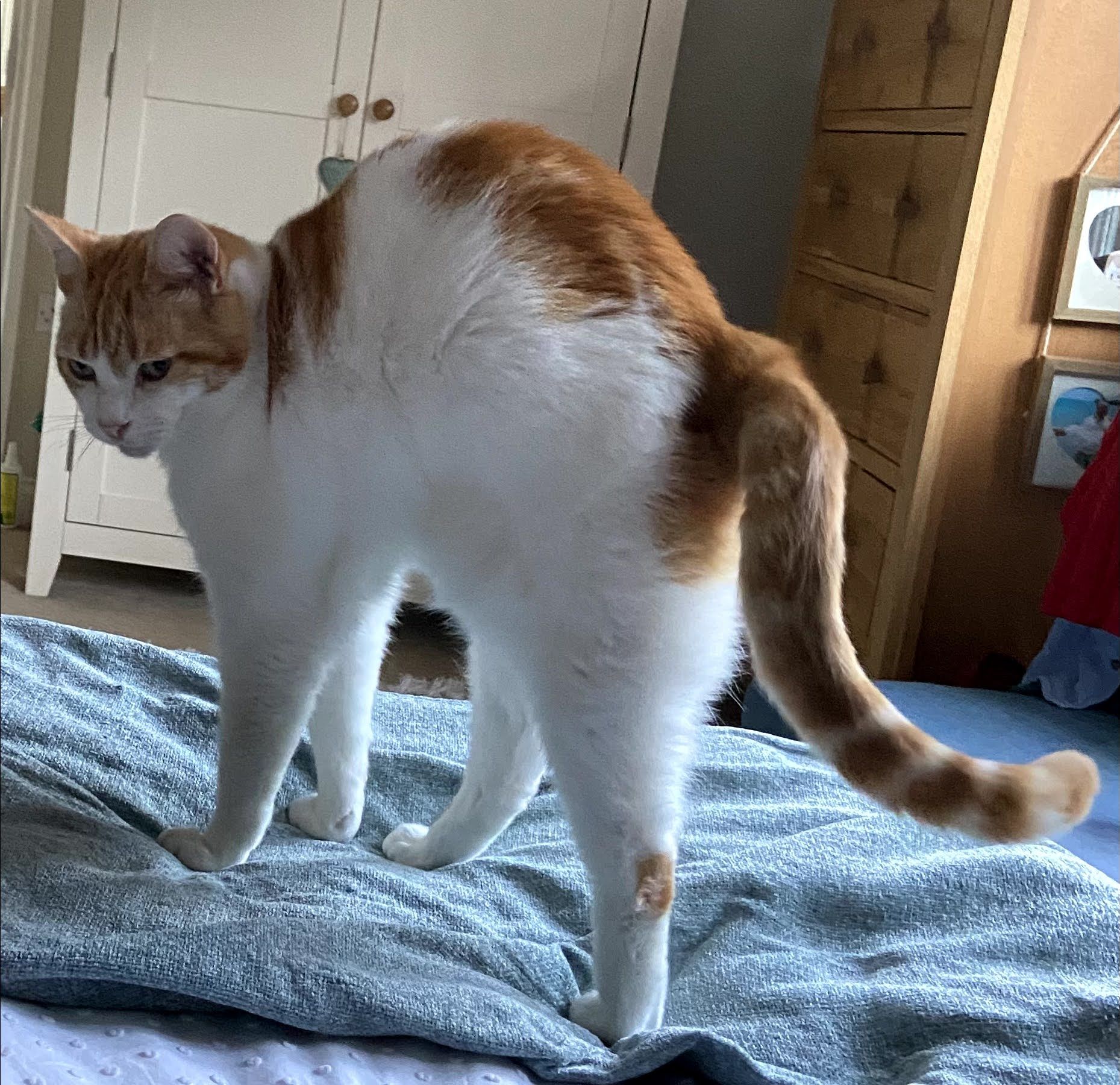 Ginger and white cat standing on rumpled blue bedding