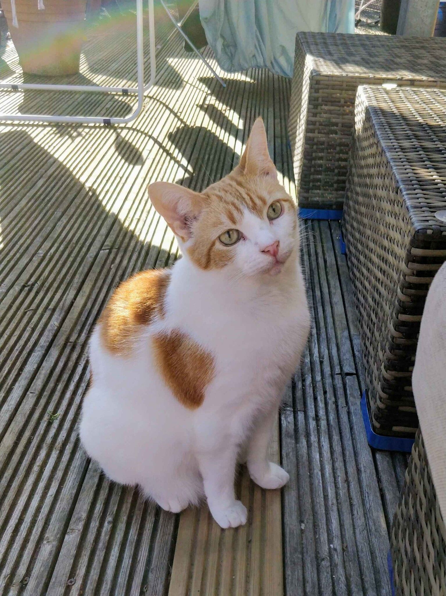 Ginger and white cat sitting on a textured couch beside a blue blanket