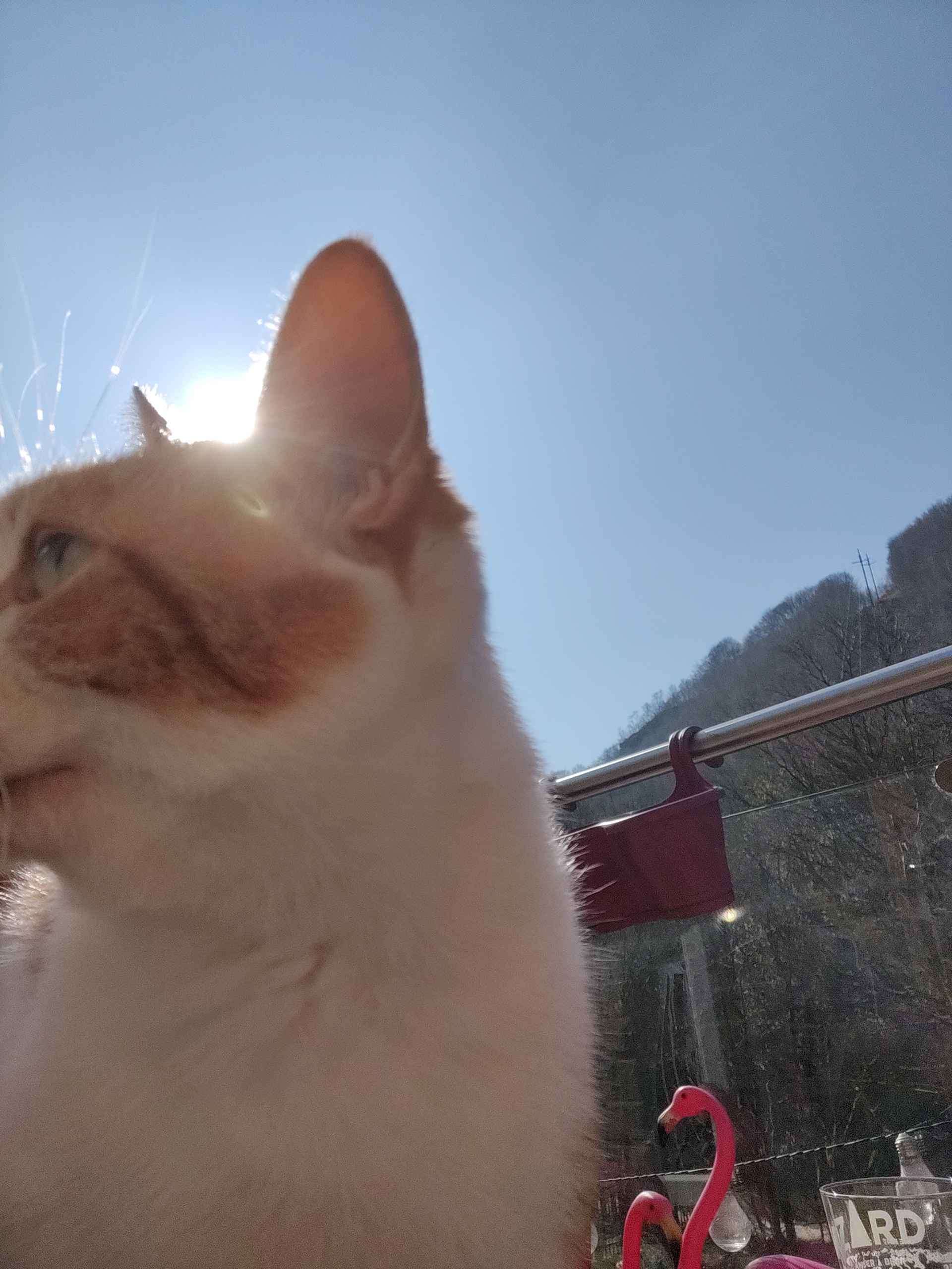 Ginger cat looking up at the sun with a railing and flamingos