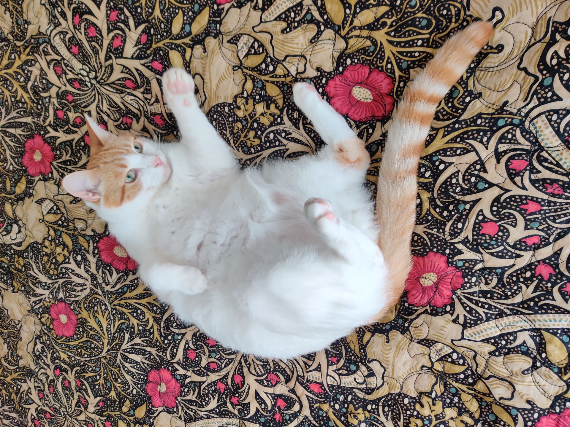 Ginger and white cat lounging on a floral patterned blanket