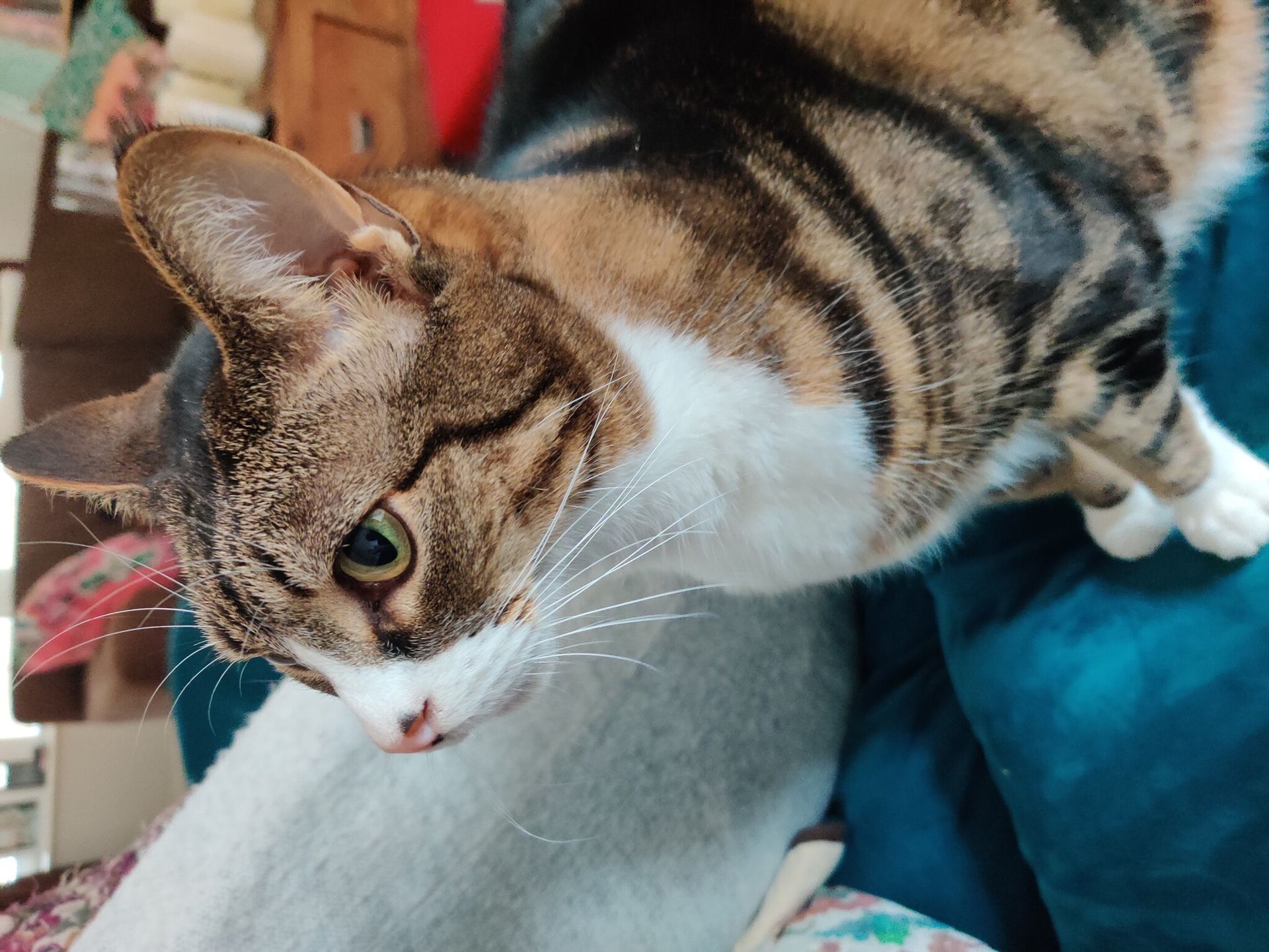Tabby cat with green eyes looking to the left