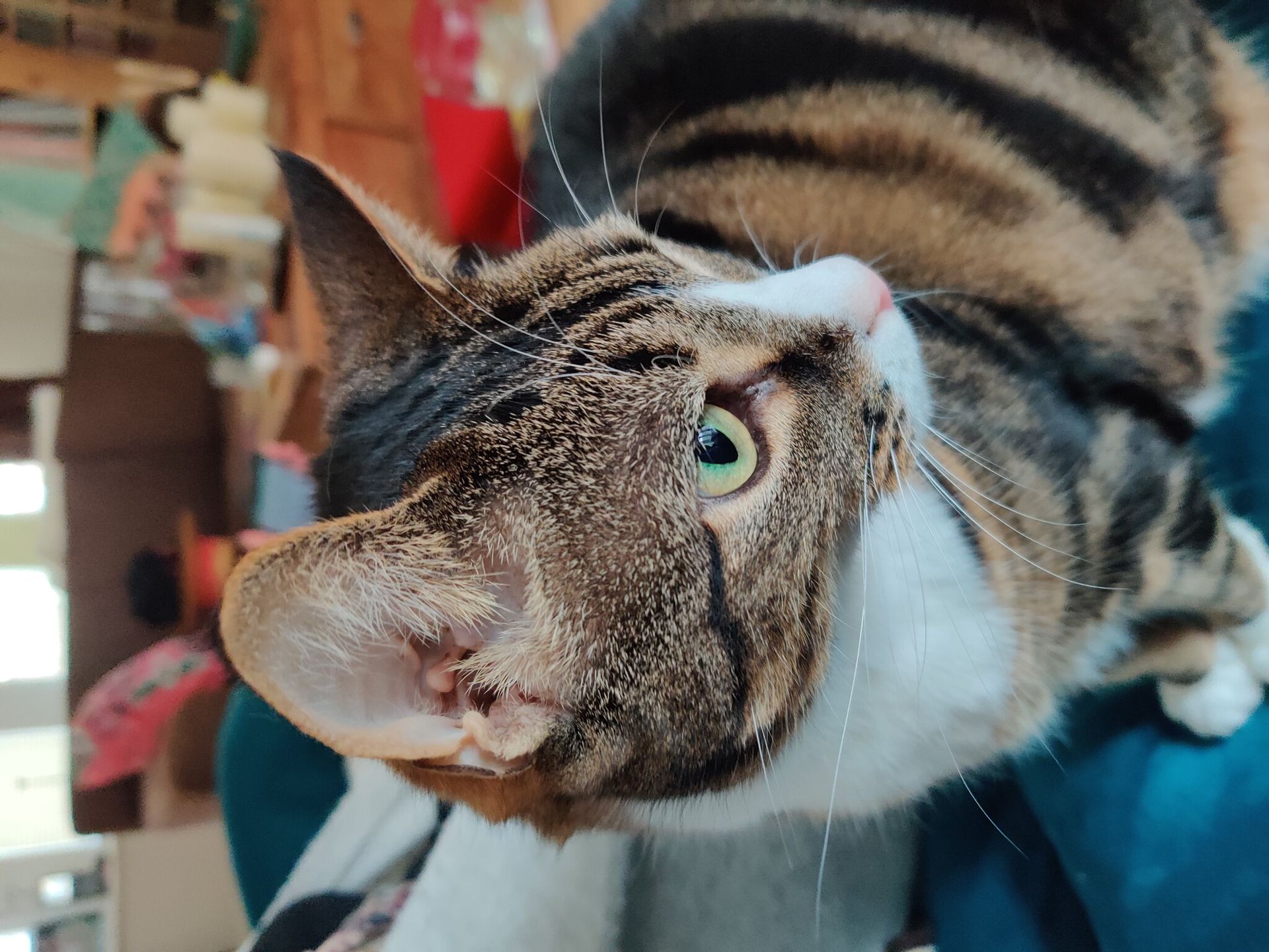 Tabby cat with green eyes looking to the right