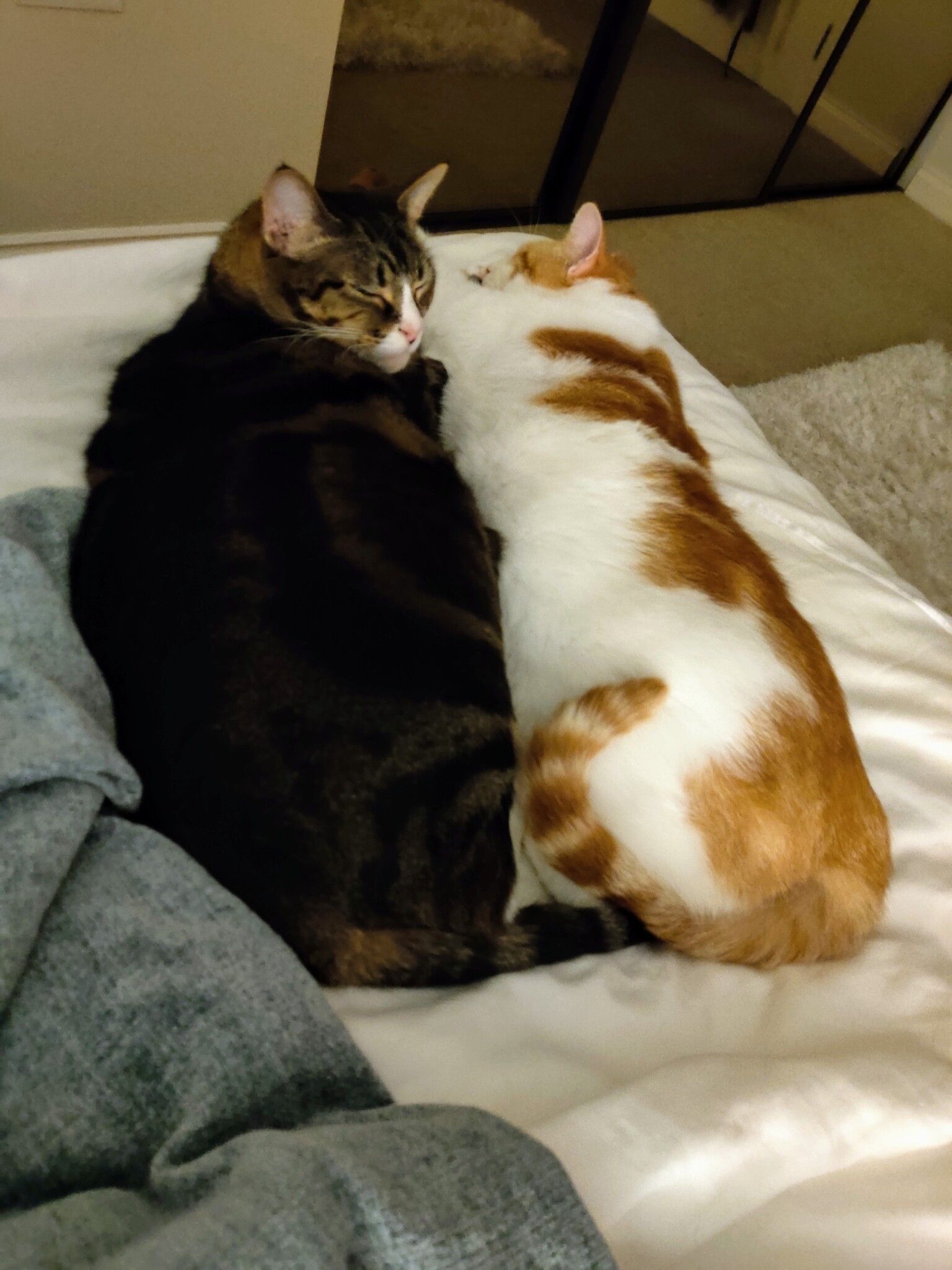 Two cats, one dark tabby and one ginger and white, cuddling