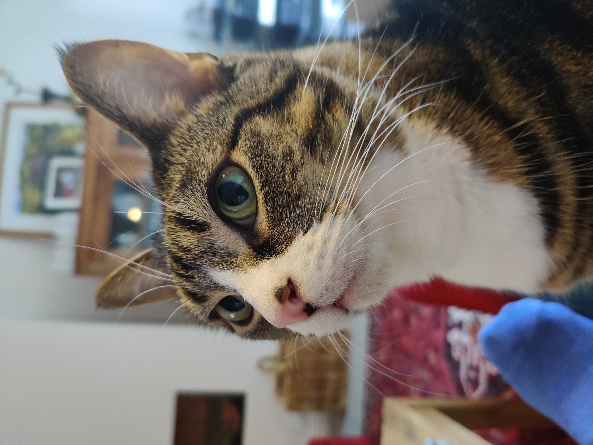 Close-up of a tabby cat's face with green eyes and pink nose