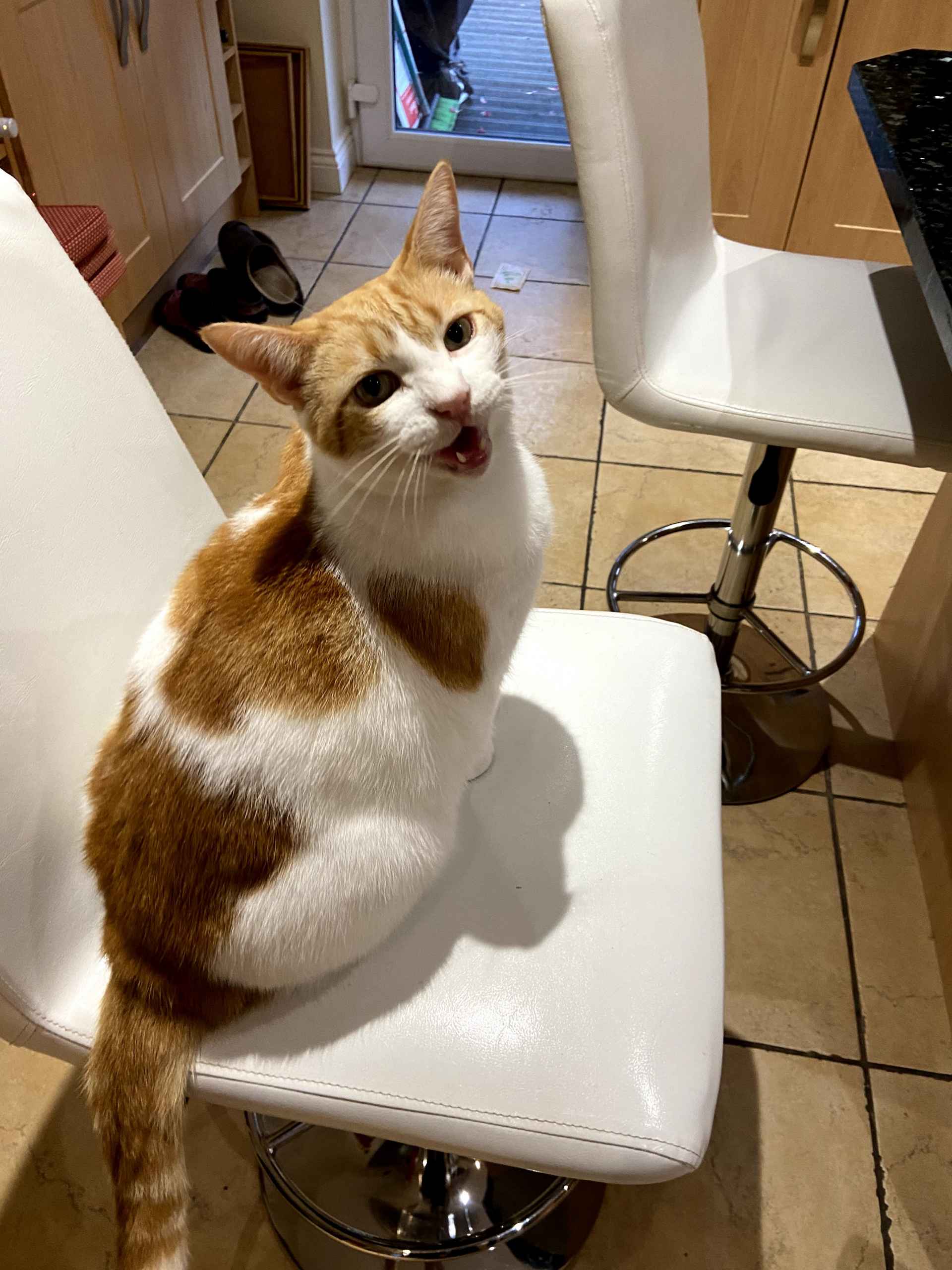 Ginger and white cat sitting on a white chair, looking up