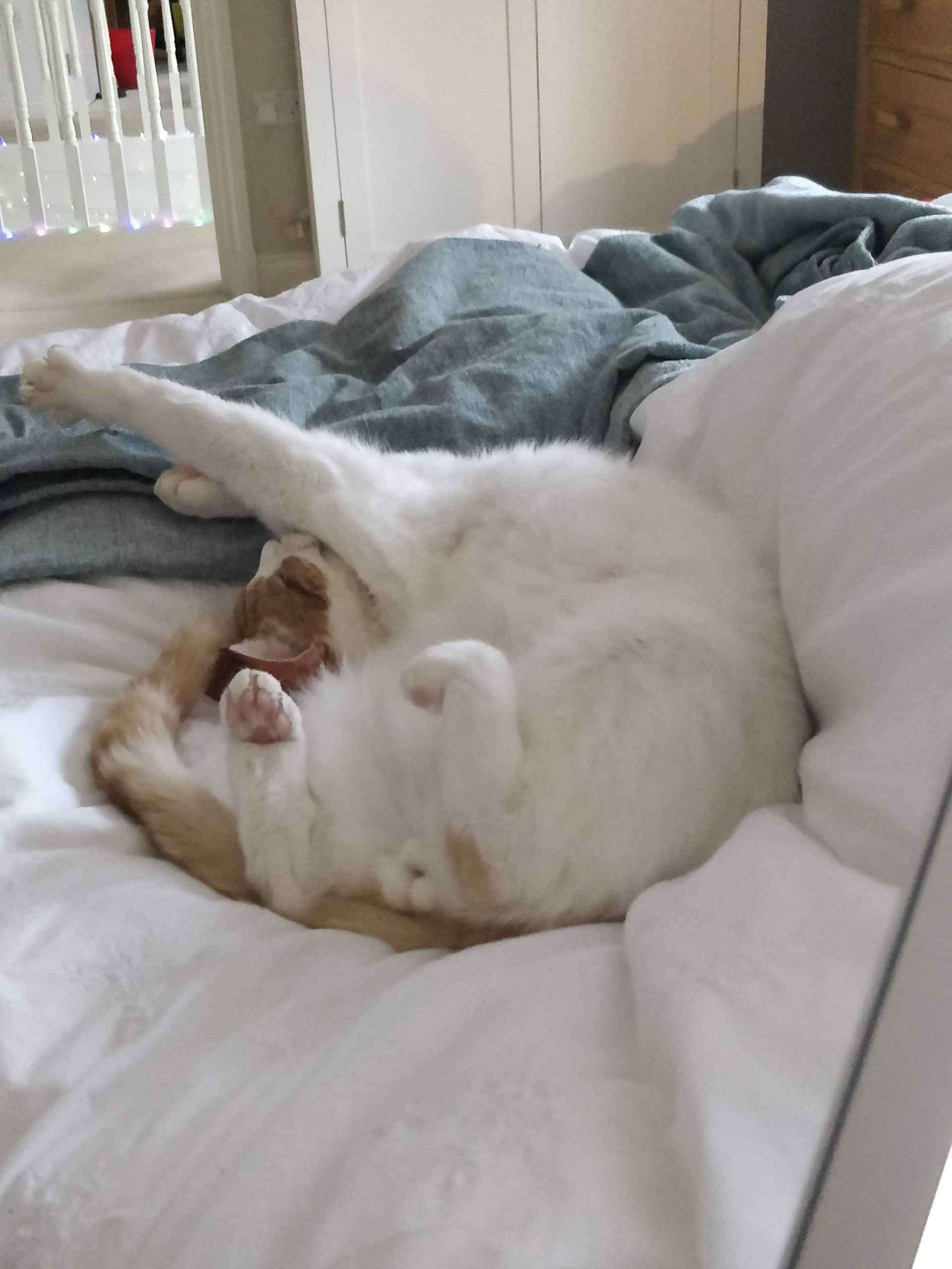 Cat curled up sleeping on a bed with blankets