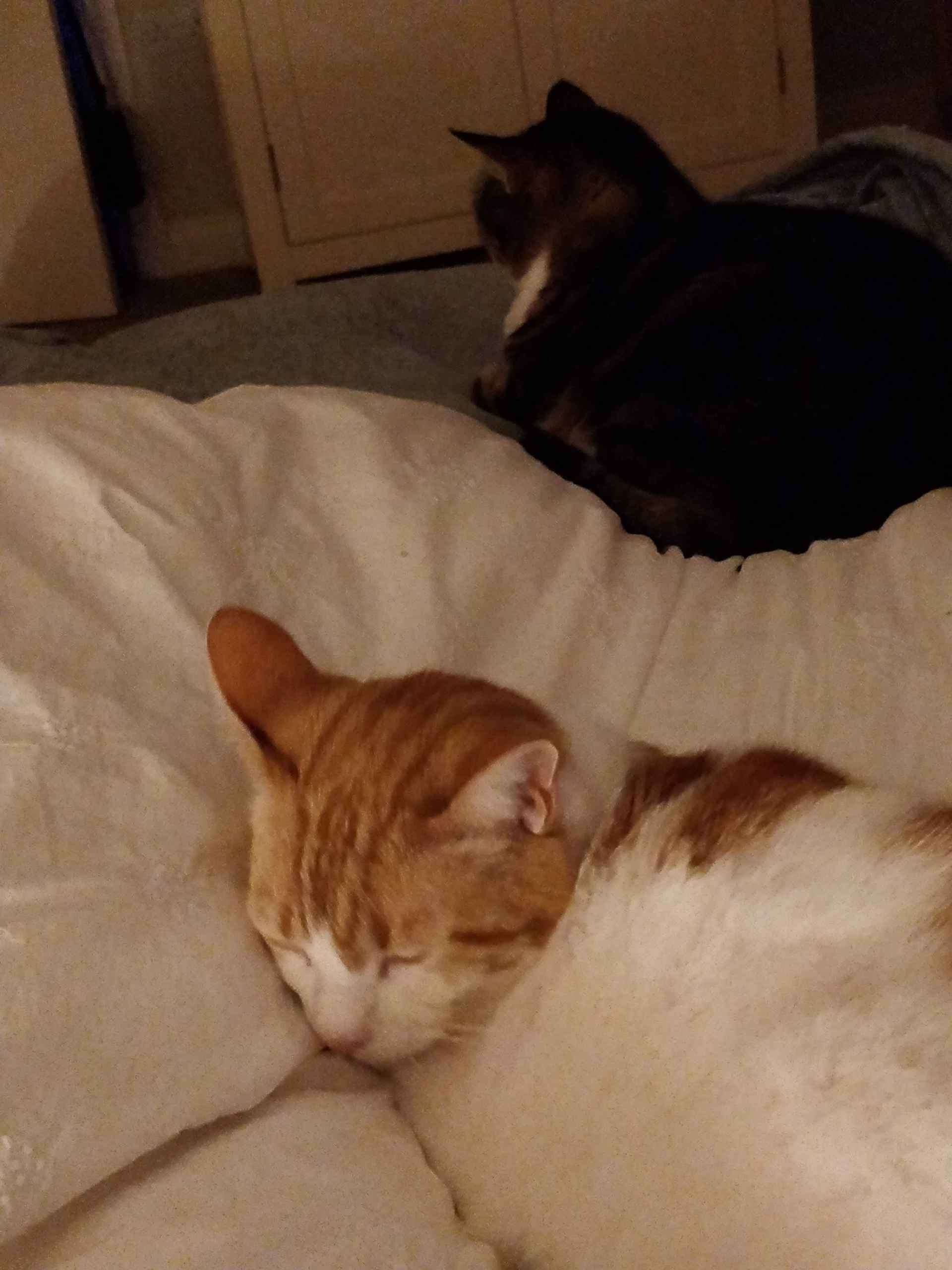 Two cats sleeping on a soft white blanket