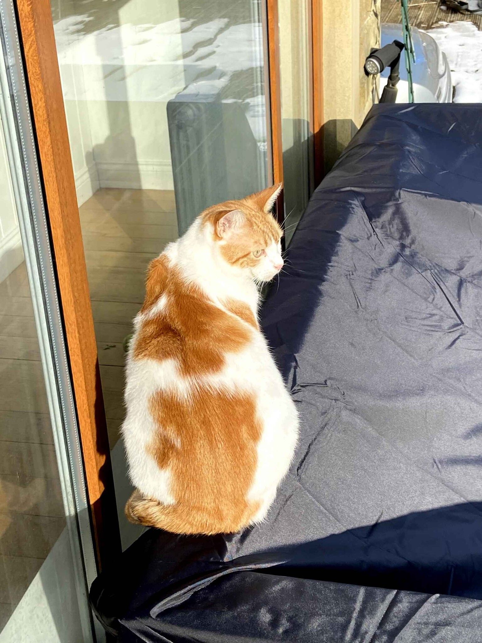 Ginger and white cat sleeping curled up on a red surface