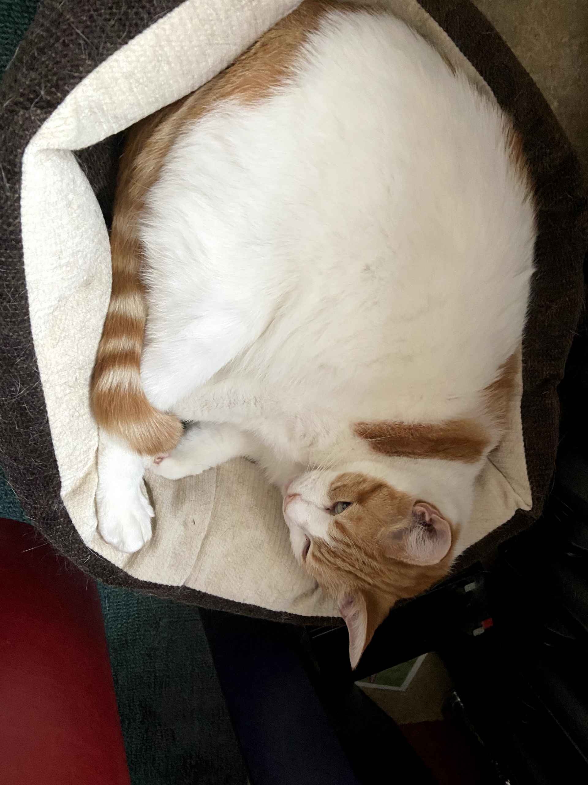 Ginger cat curled up asleep on a cream blanket viewed from above