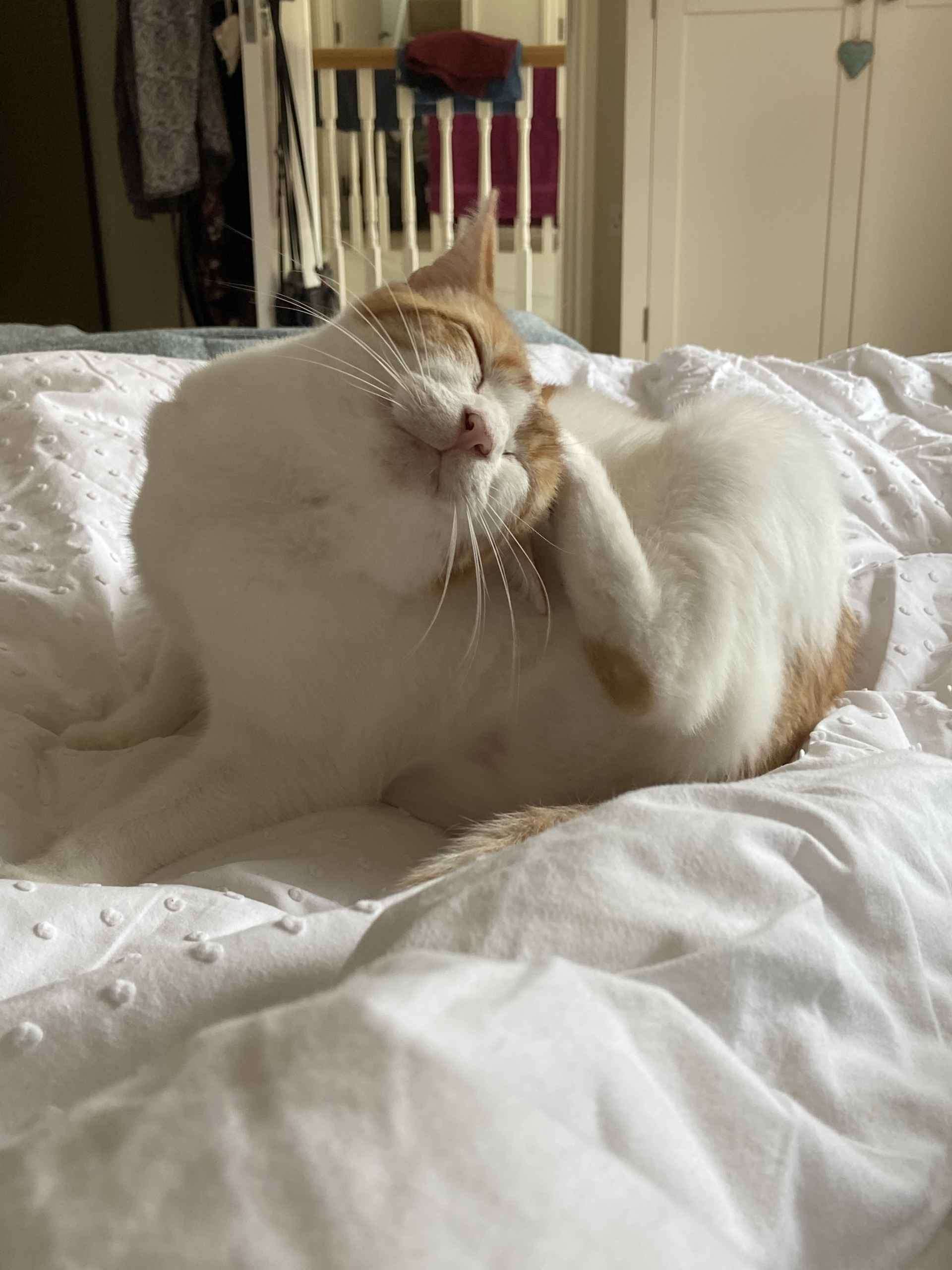 Ginger and white cat crouched over a yellow magazine on cream bedding