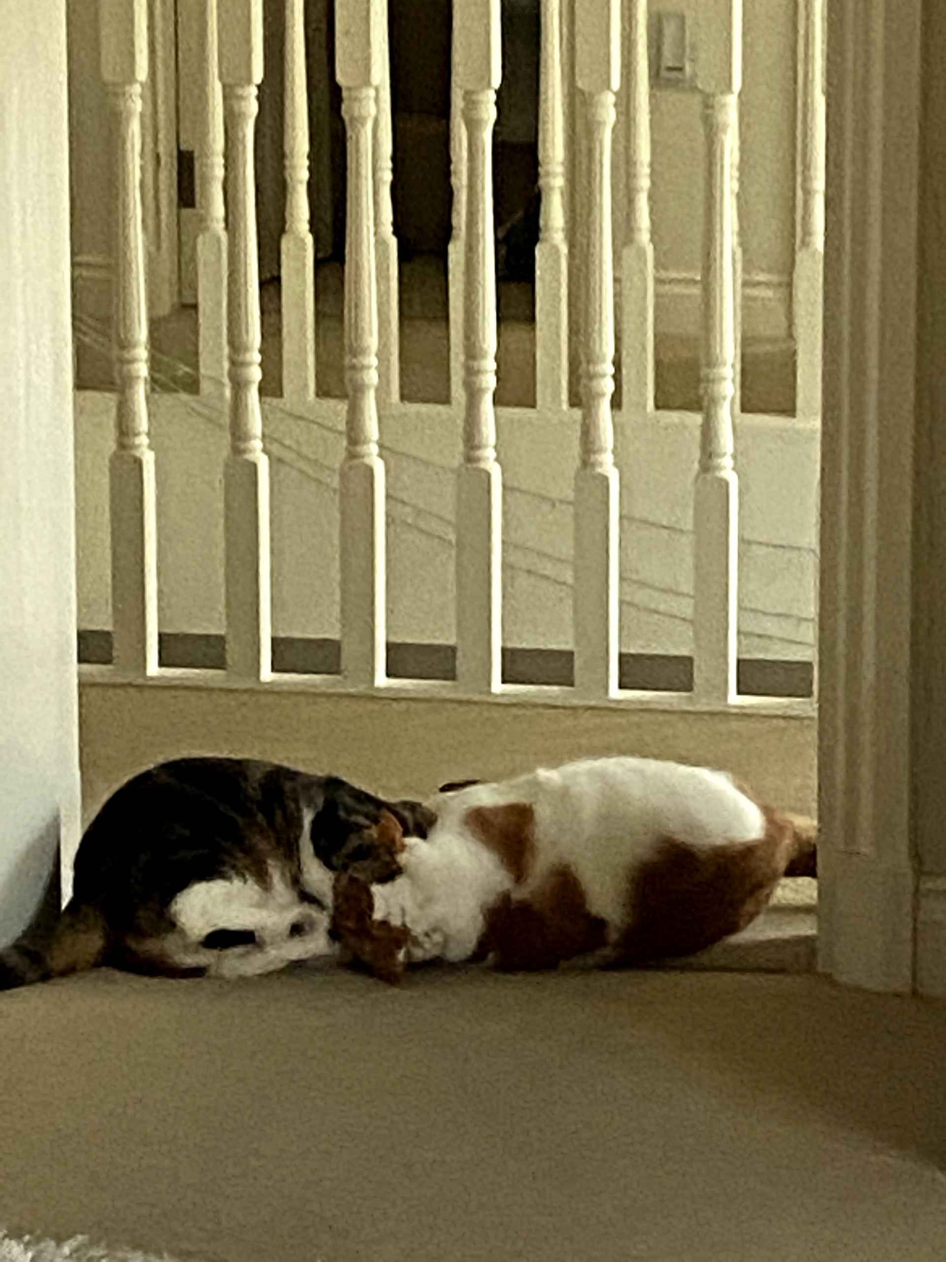 Two cats facing off playfully on a bedroom floor