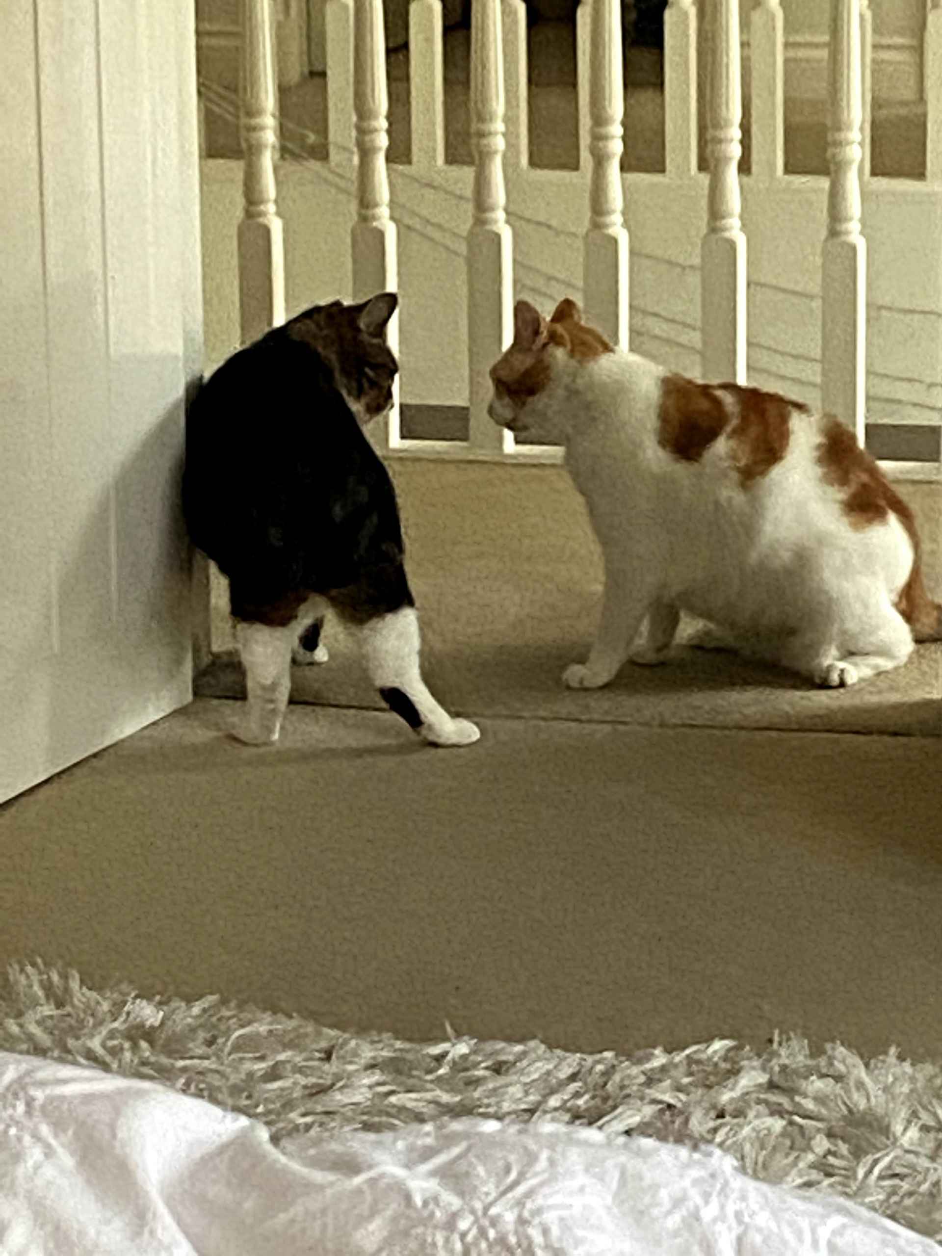 Two cats facing off playfully on a bedroom floor