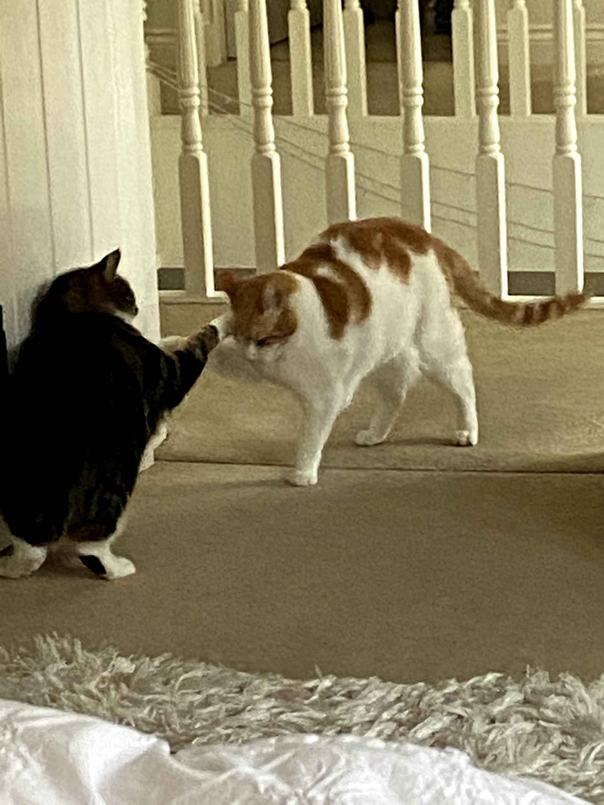 Two cats facing off playfully on a bedroom floor
