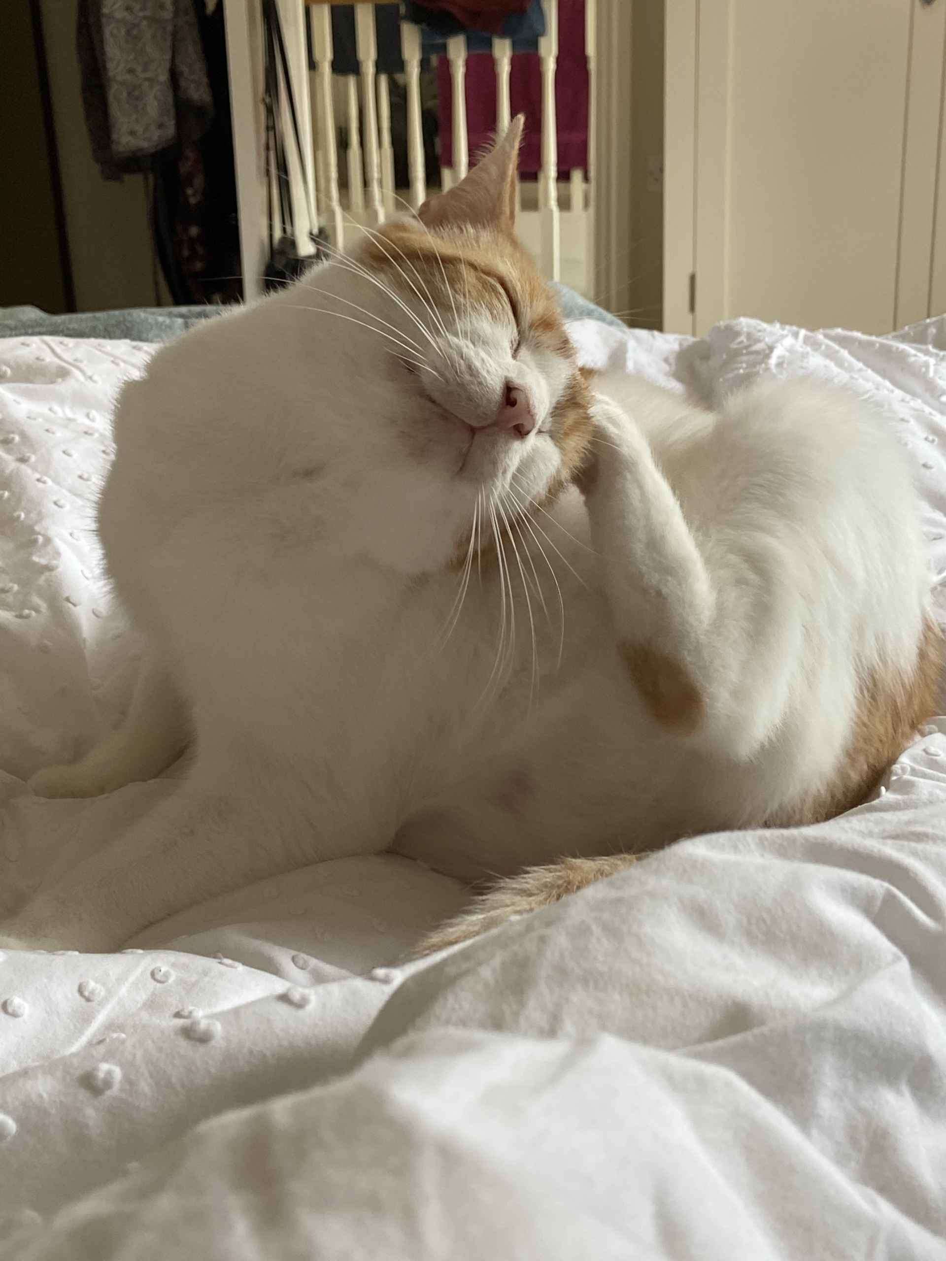 Ginger and white cat crouched over a yellow magazine on cream bedding