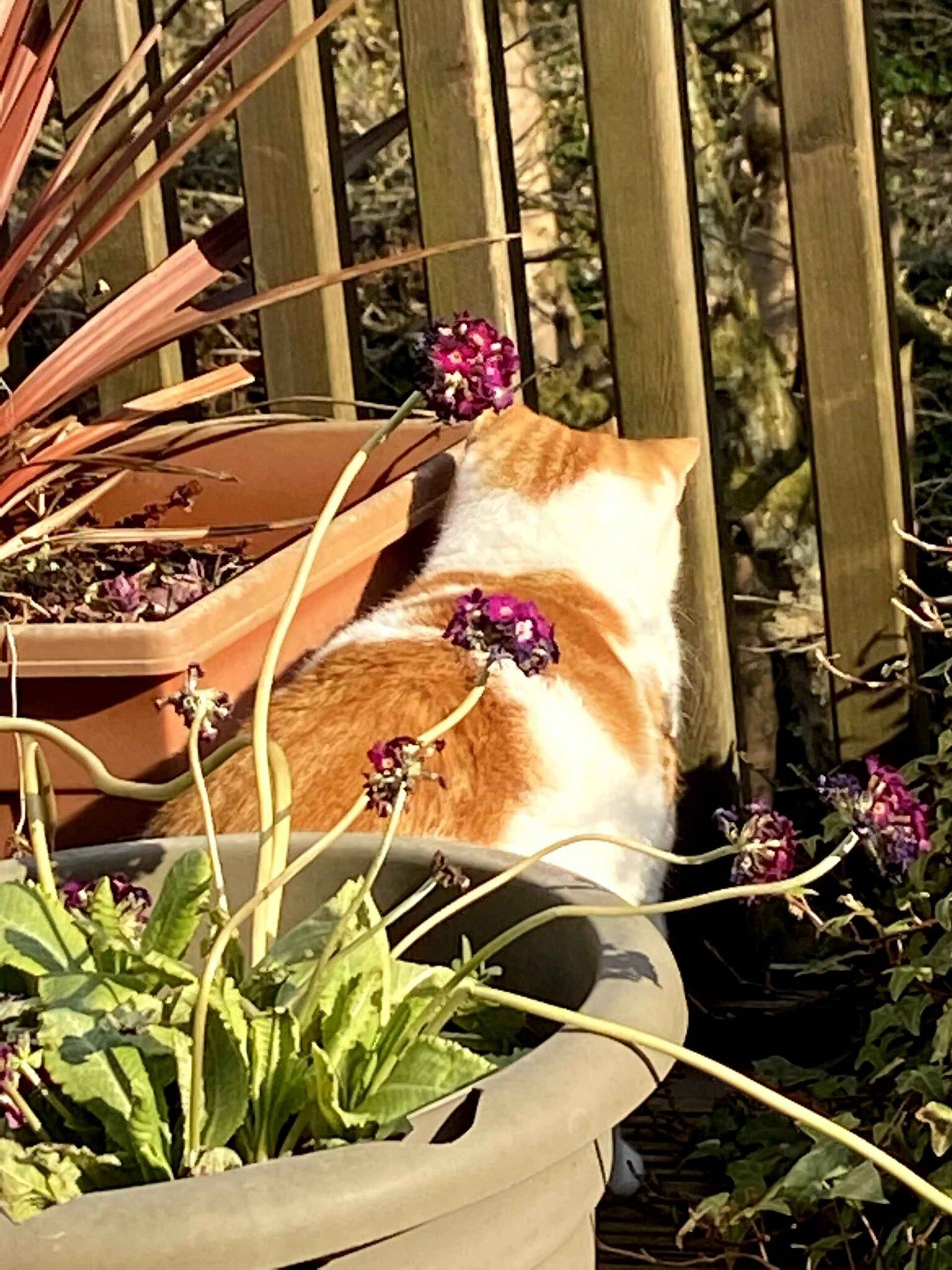Ginger and white cat sitting on a grey platform looking upward