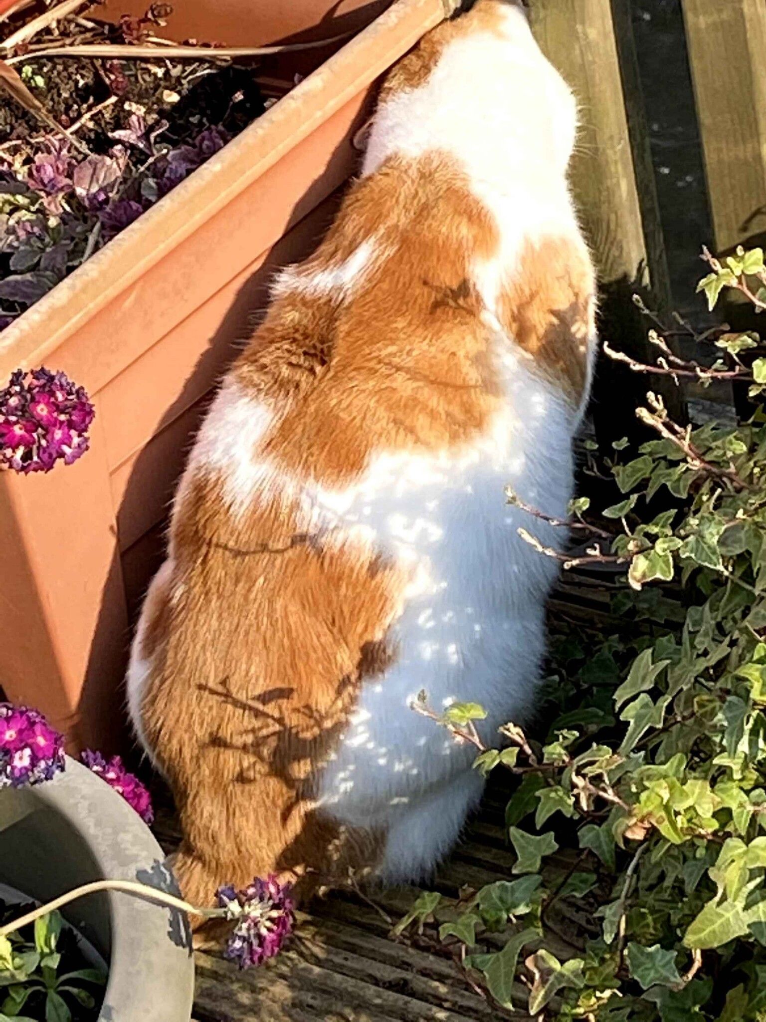 Ginger and white cat sitting on a grey platform looking upward