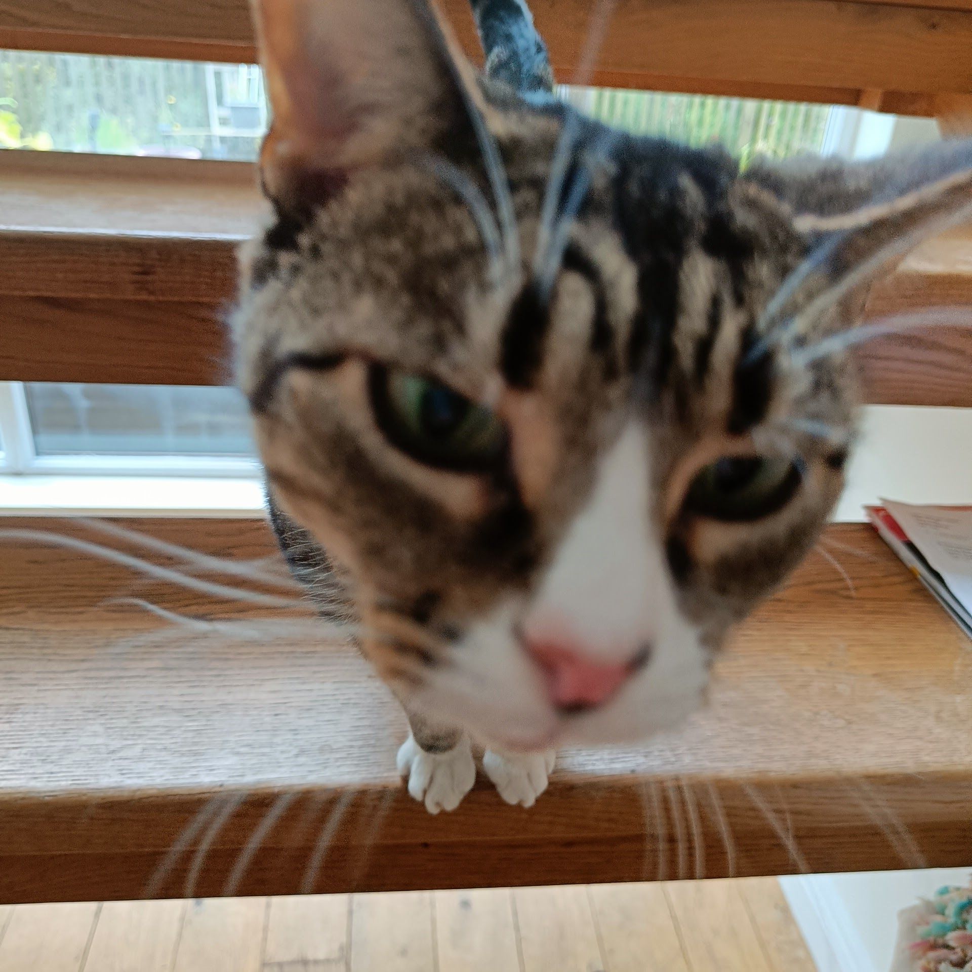 Tabby and white cat sitting on a wooden windowsill