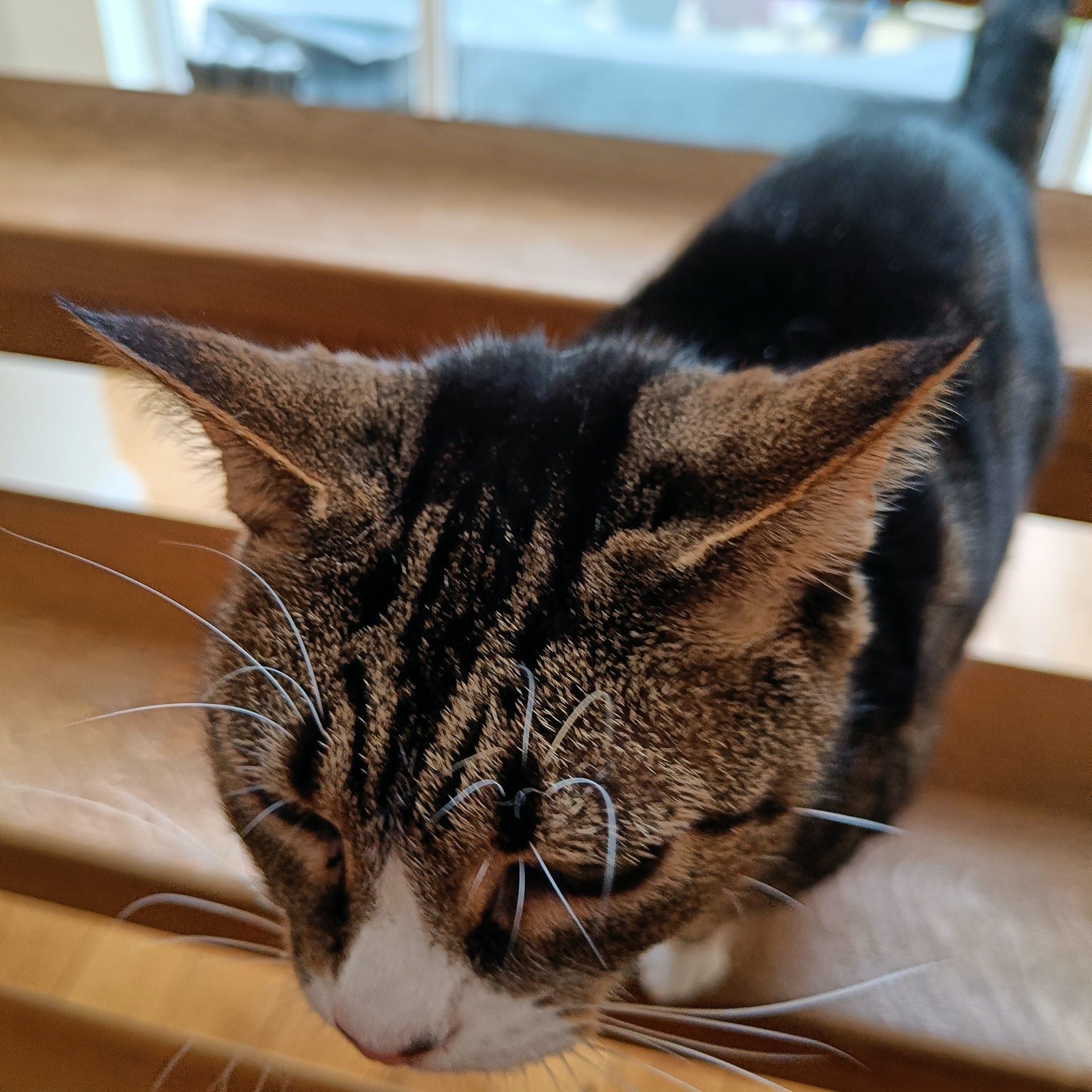 Tabby and white cat sitting on a wooden windowsill