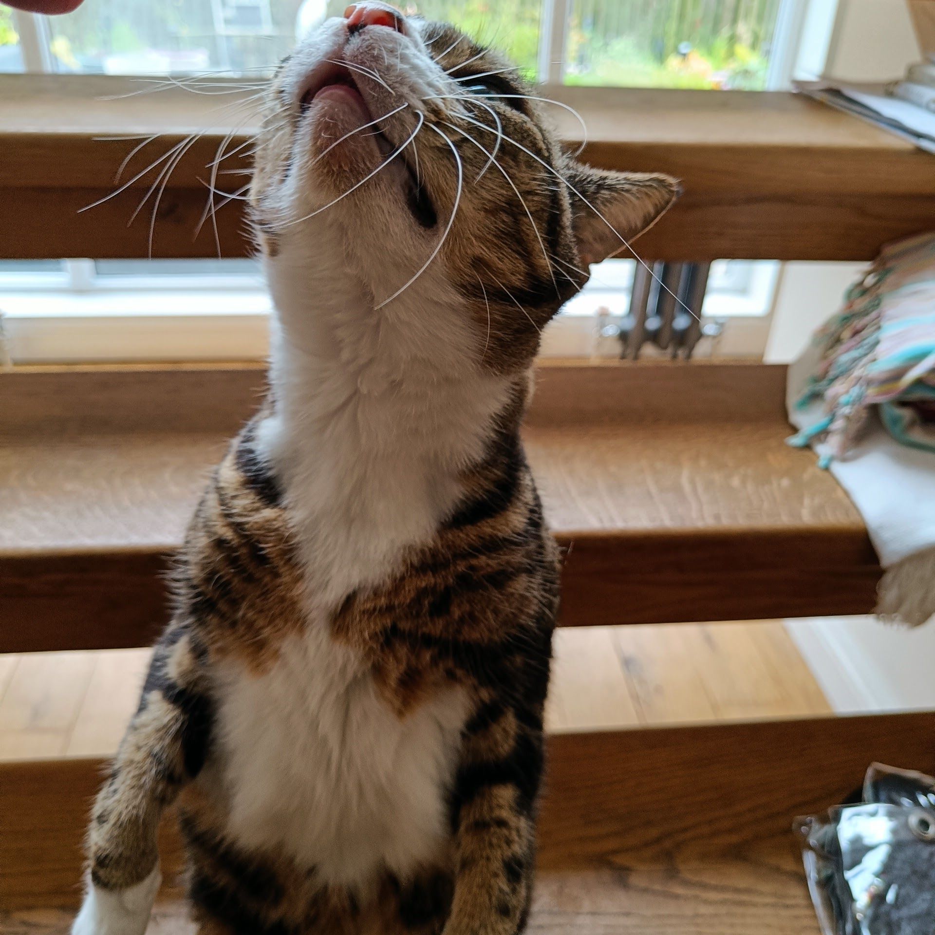 Tabby and white cat sitting on a wooden windowsill
