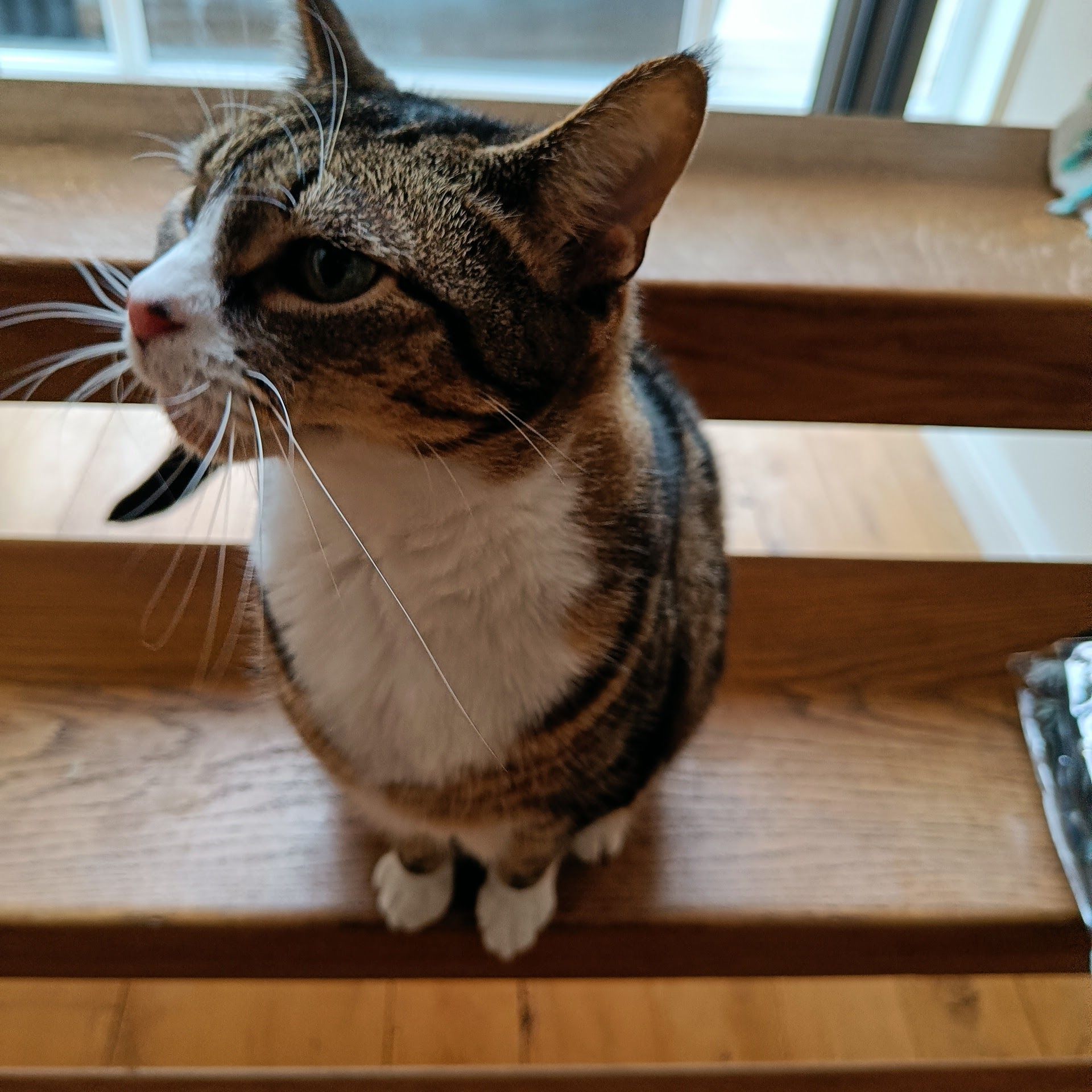 Tabby and white cat sitting on a wooden windowsill