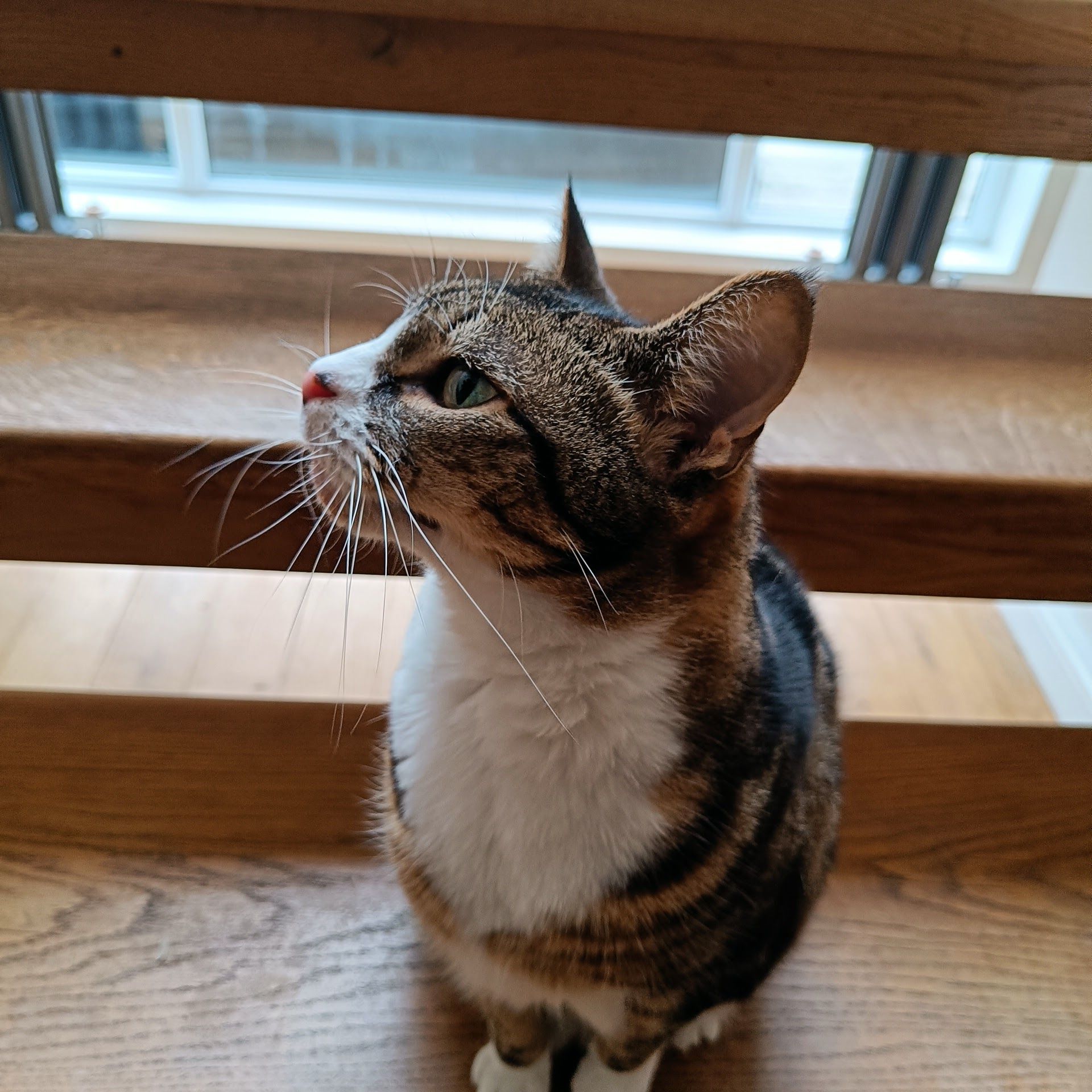 Tabby and white cat sitting on a wooden windowsill