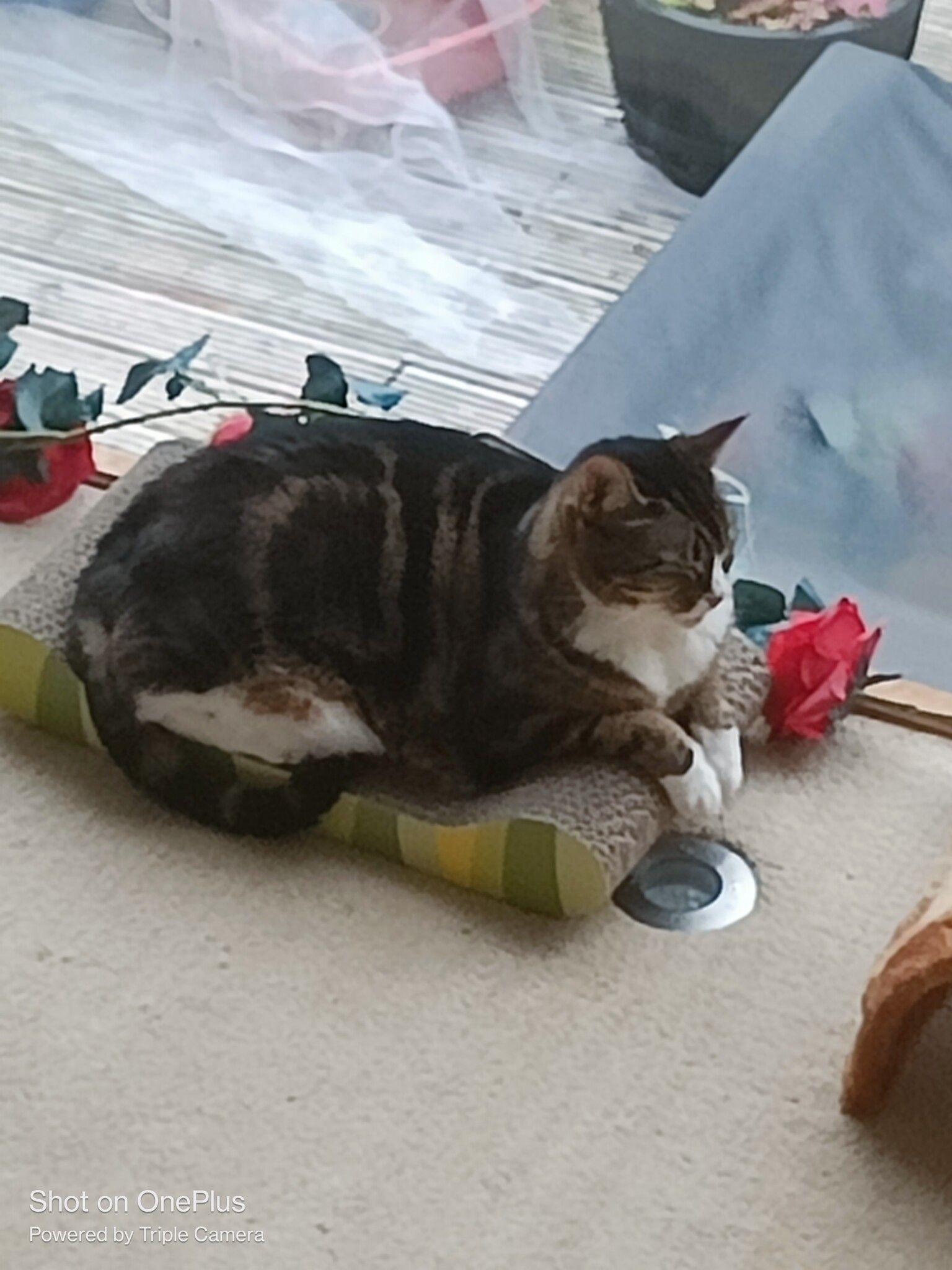 Brown tabby cat curled on a scratching pad next to a red rose, the swirled classic-tabby markings on the flank in full view.