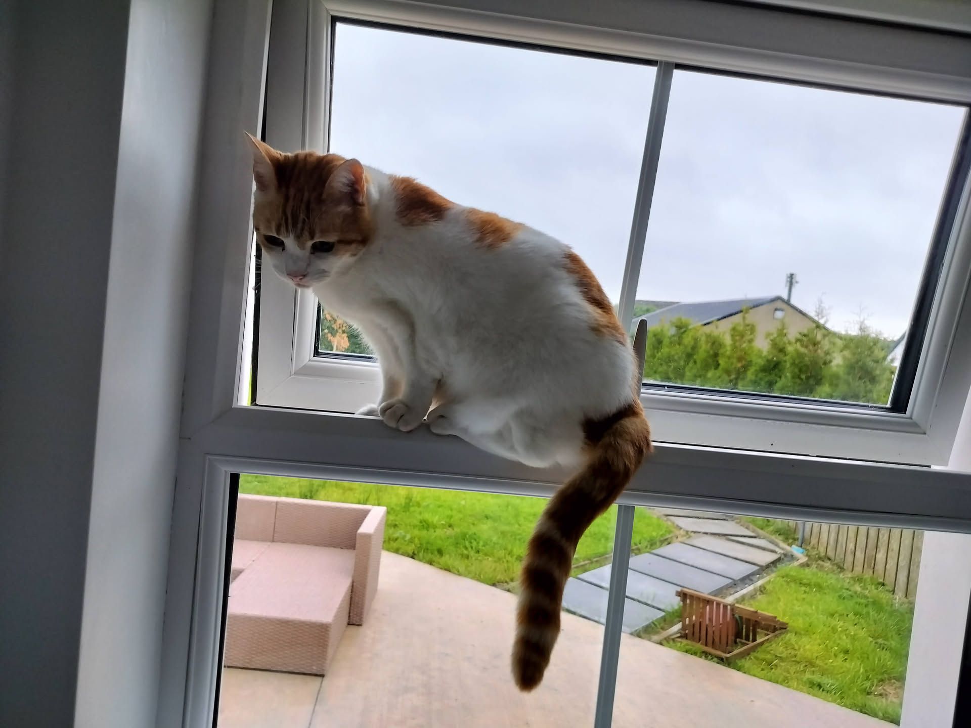 Ginger cat