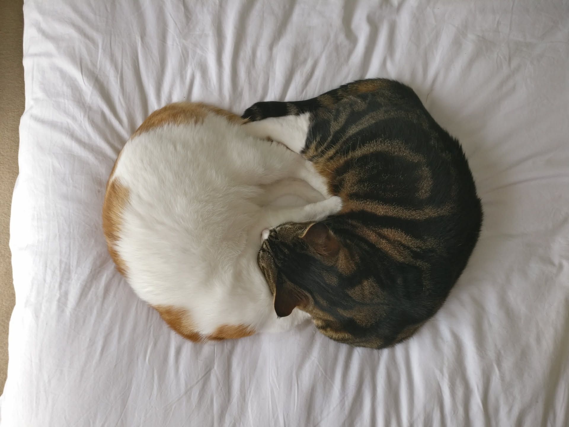 Ginger cat and dark cat together