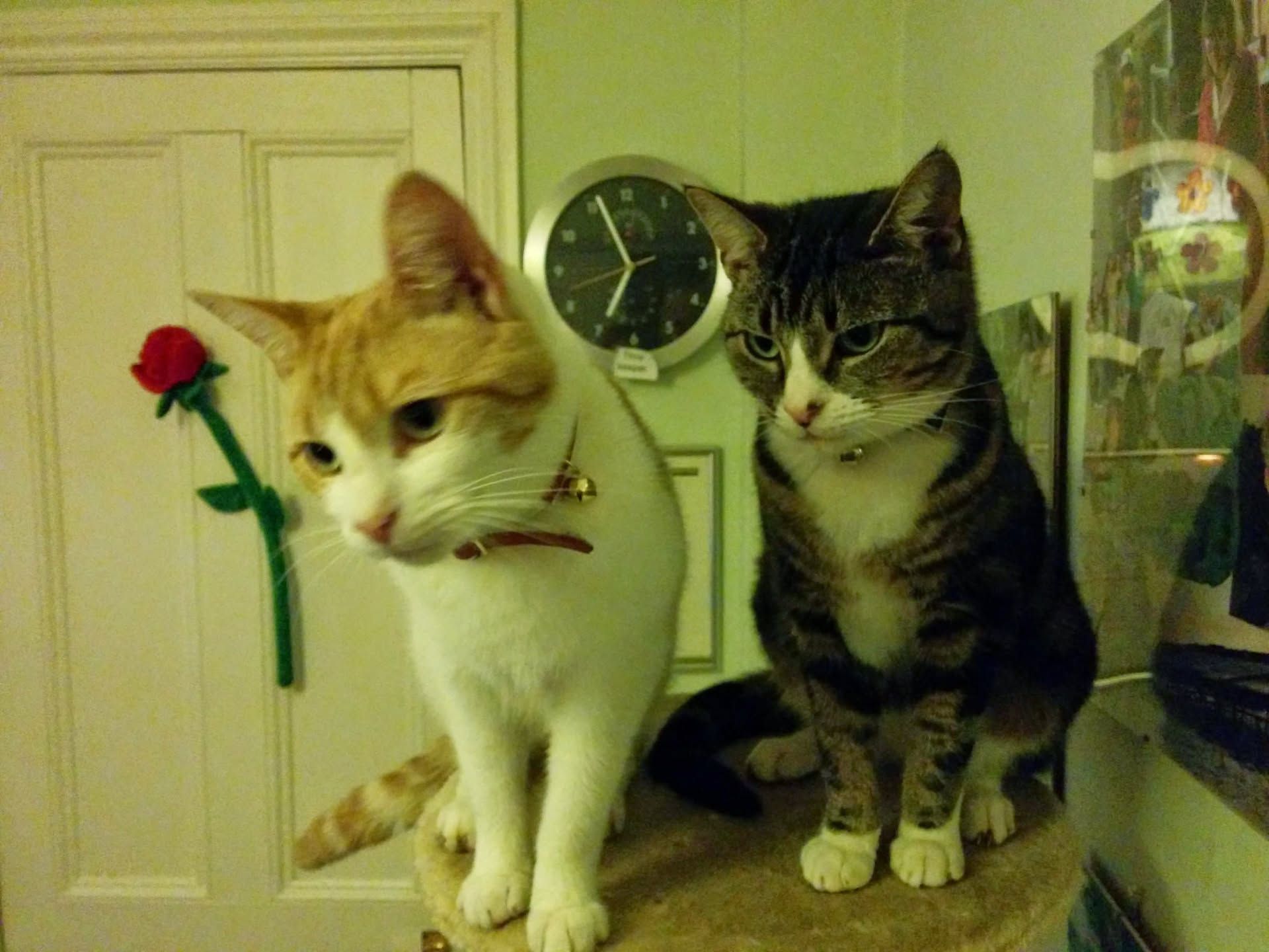 Ginger cat and dark cat together