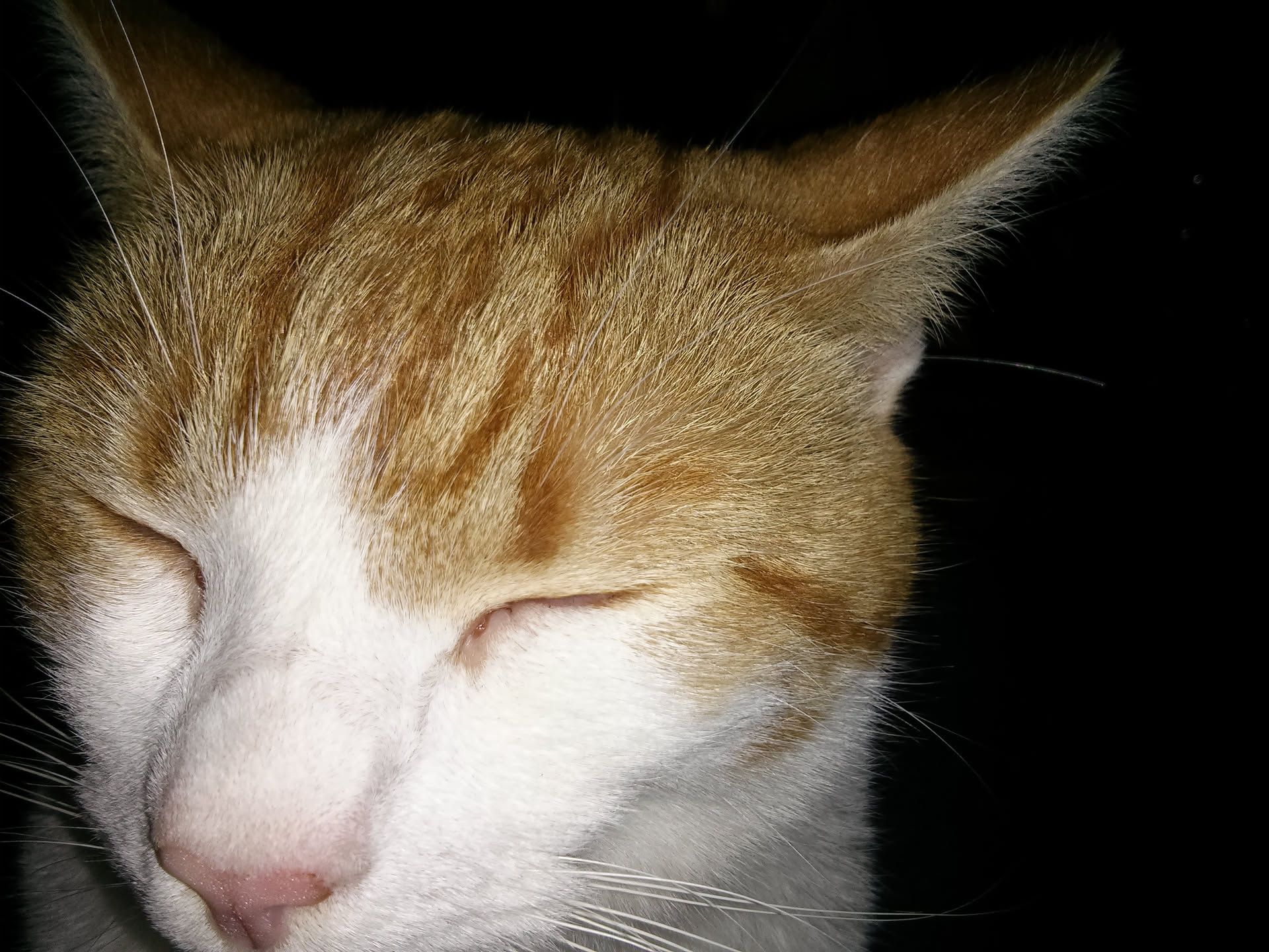 Ginger cat