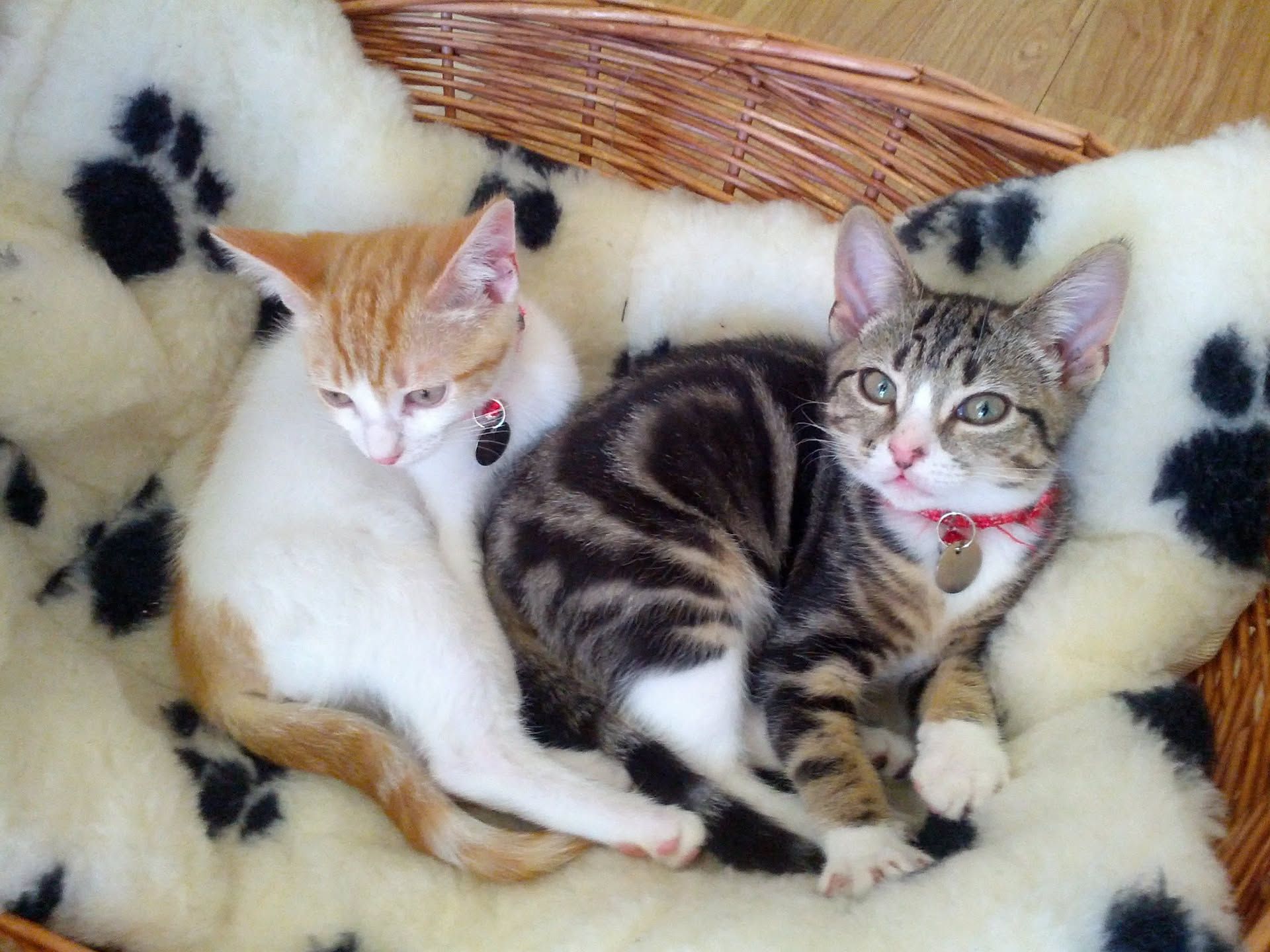 Ginger cat and dark cat together