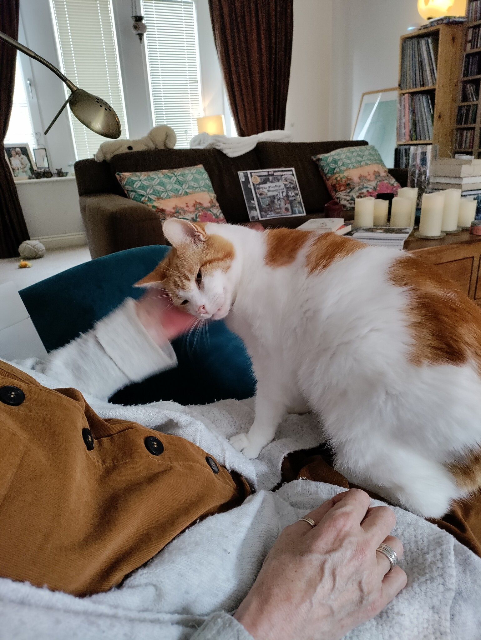Ginger and white cat nuzzling against a blue cushion, white body predominant, ginger cap with M-shaped marking on the forehead, ginger shoulder patch and ginger ringed tail.