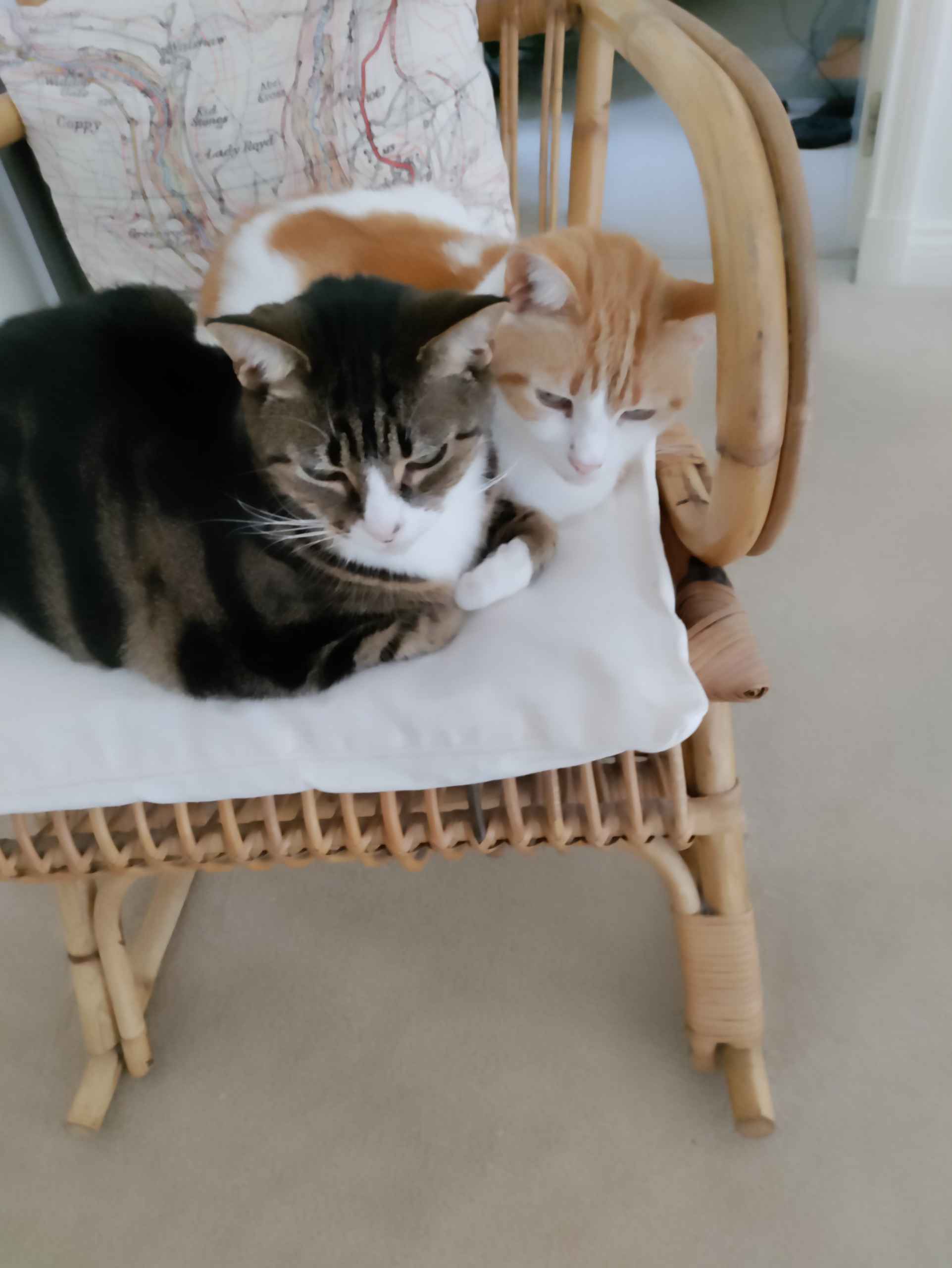 Tabby and ginger and white cats crouched on a wooden chair looking down