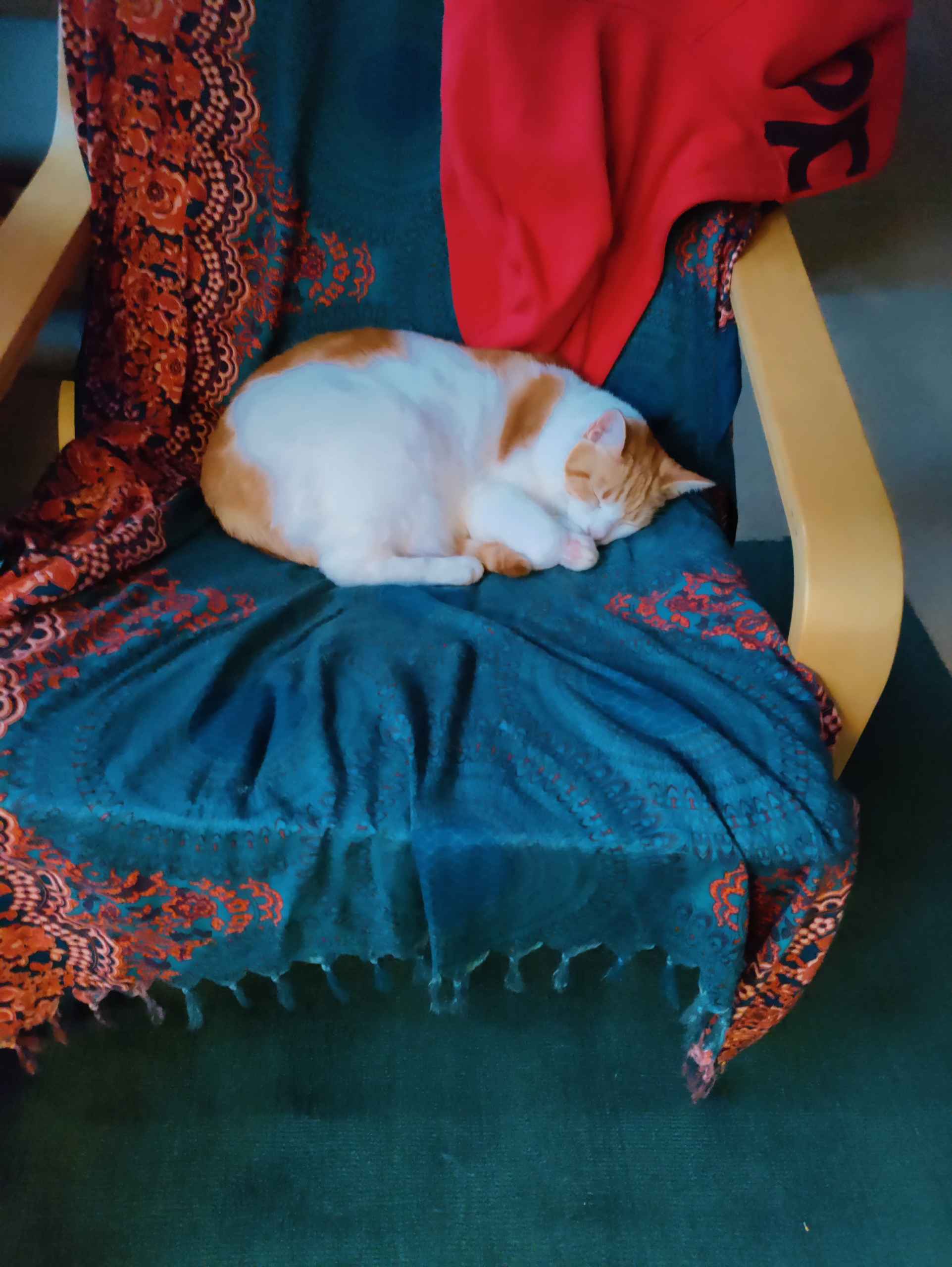 Tabby cat curled up sleeping on a floral patterned blanket