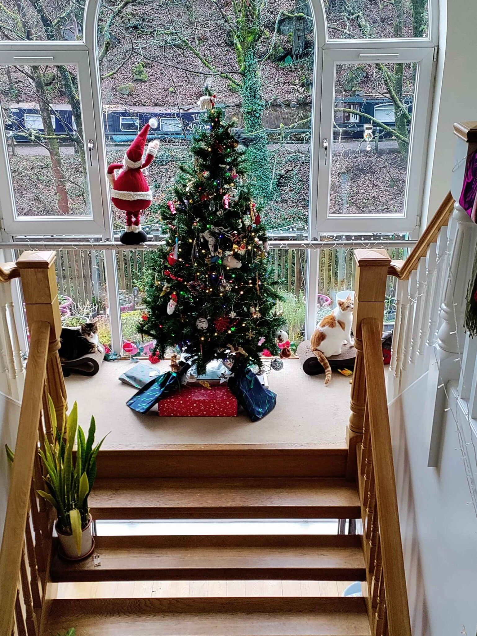 Two cats lounging by a decorated Christmas tree in a bay window
