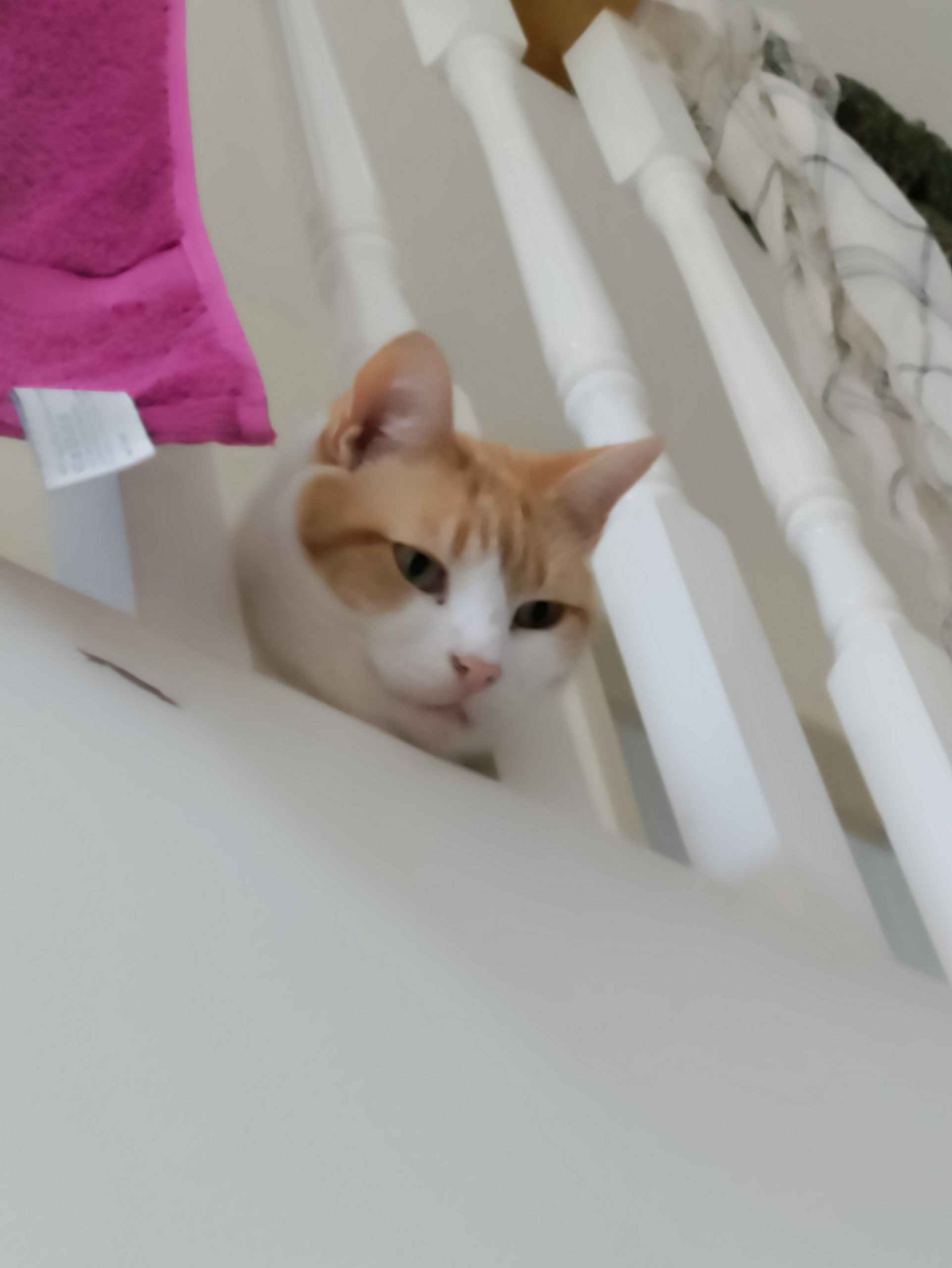 Ginger and white cat peering through white stair railings