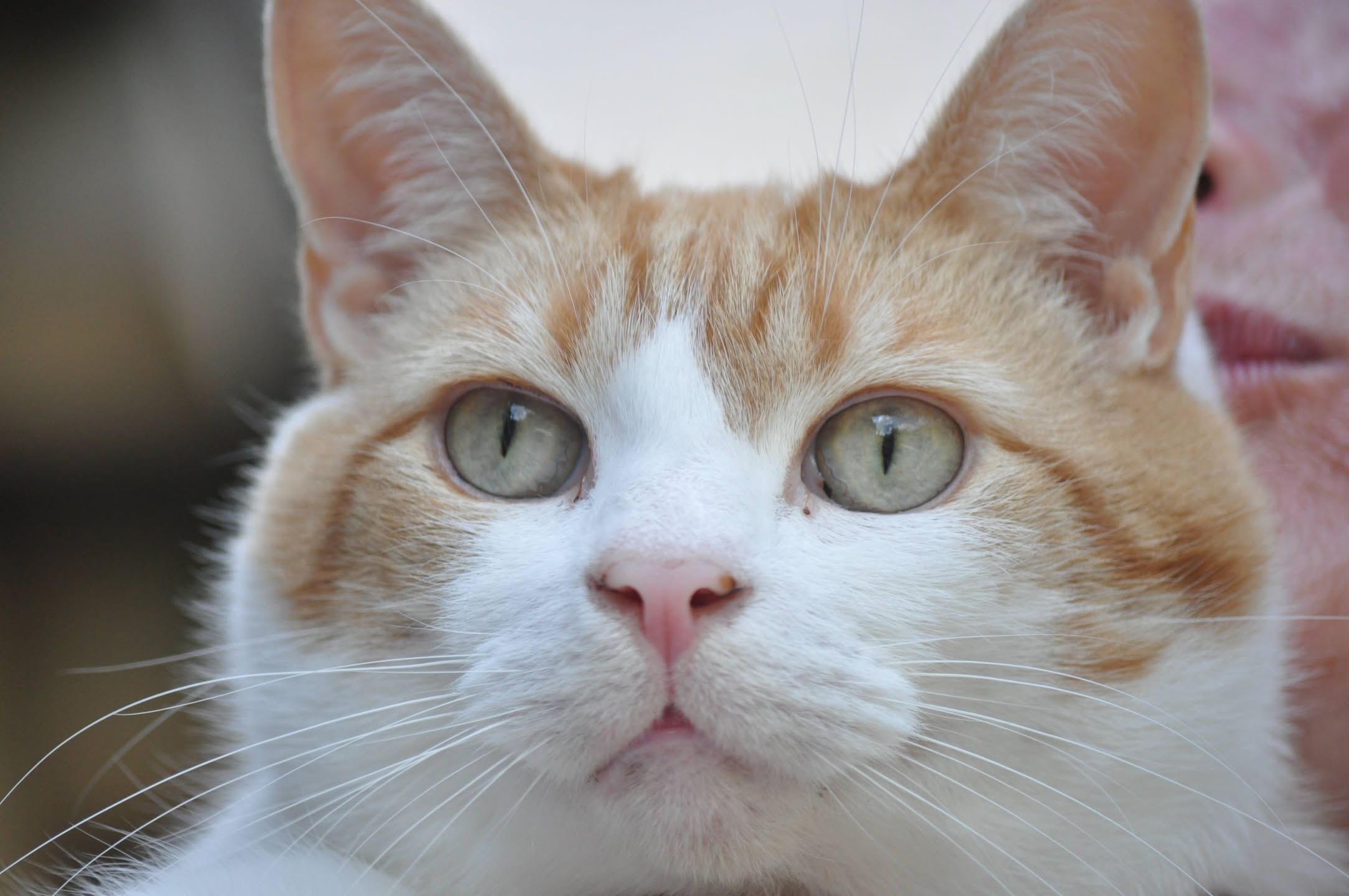 Ginger cat