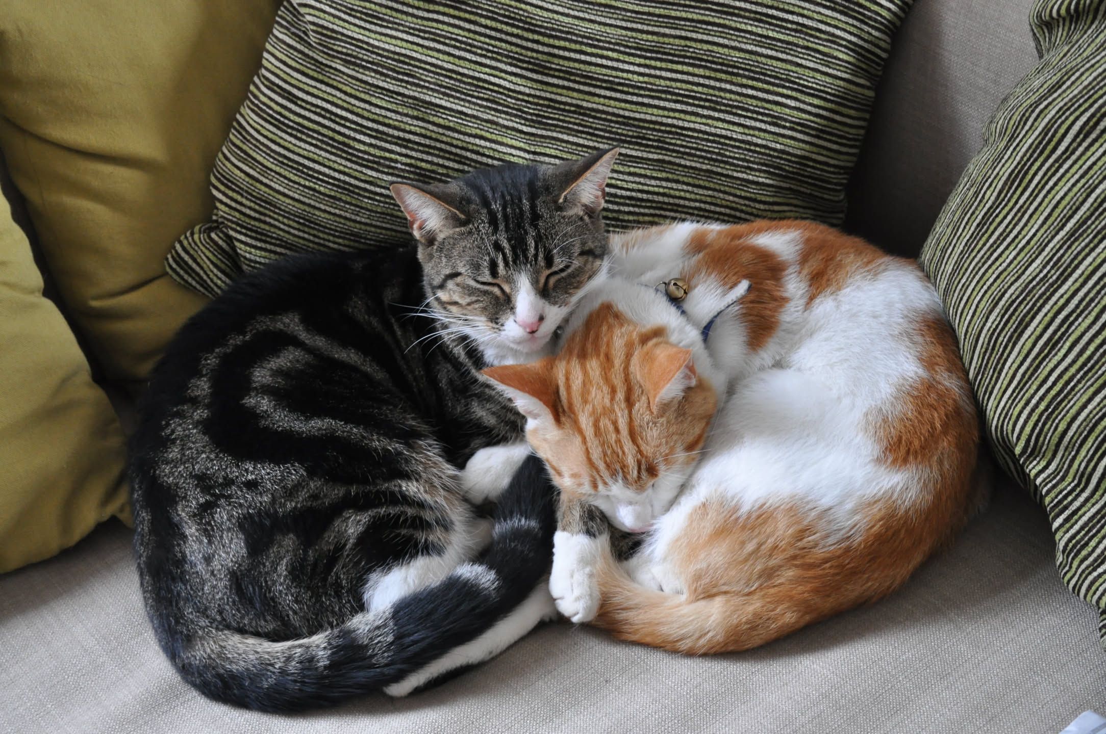 Ginger cat and dark cat together