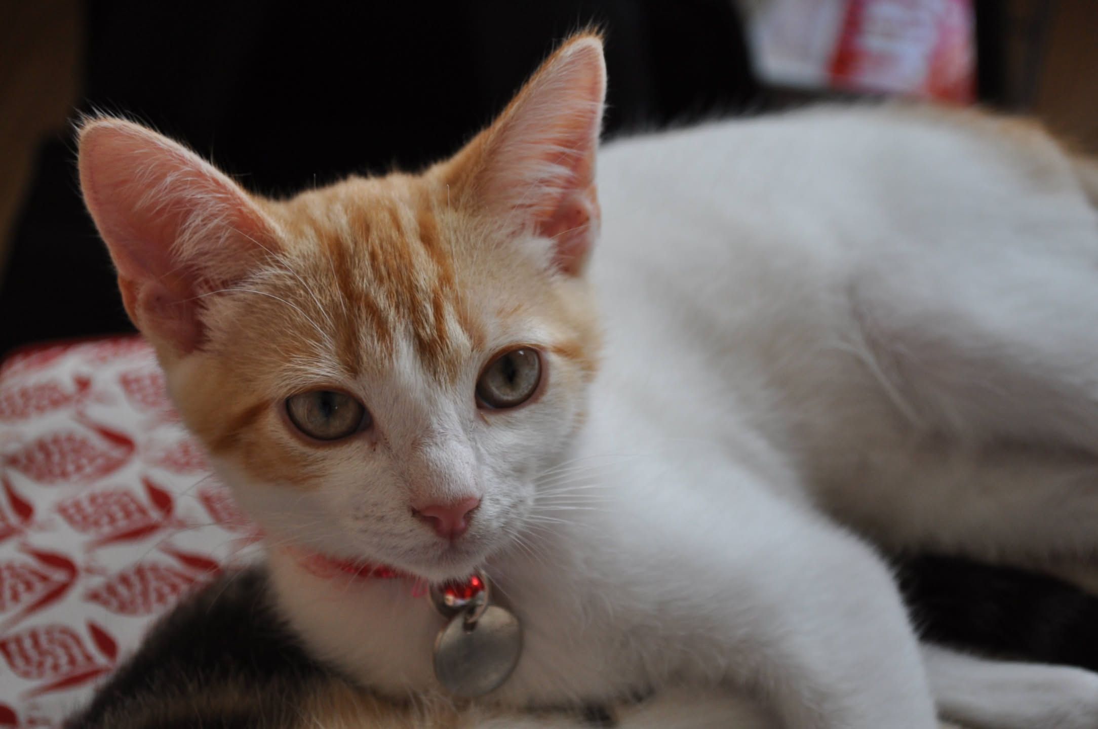 Ginger cat