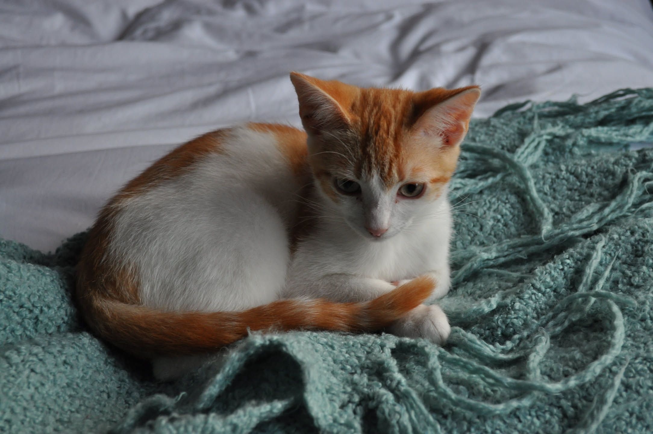 Ginger cat