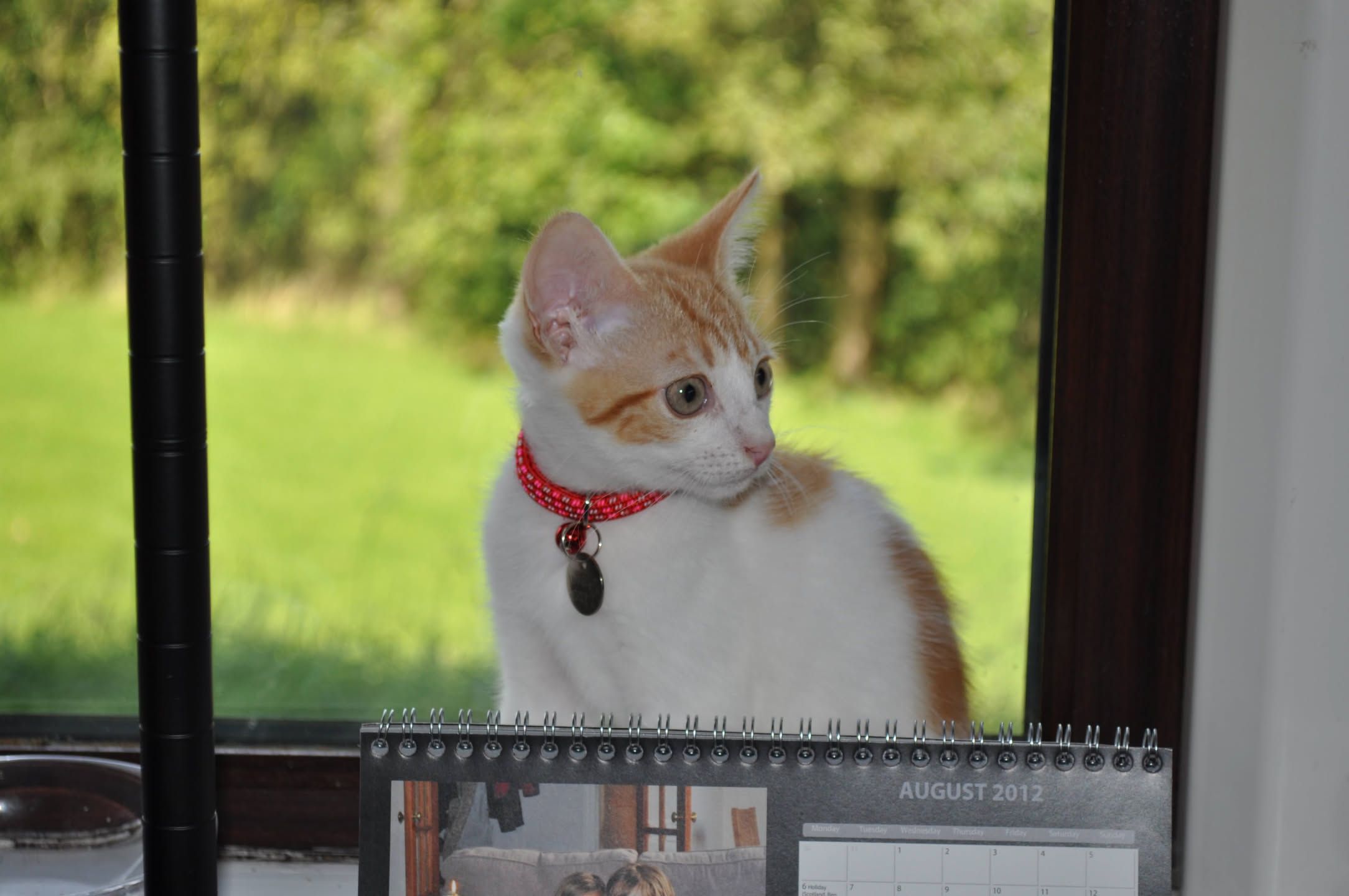 Ginger cat