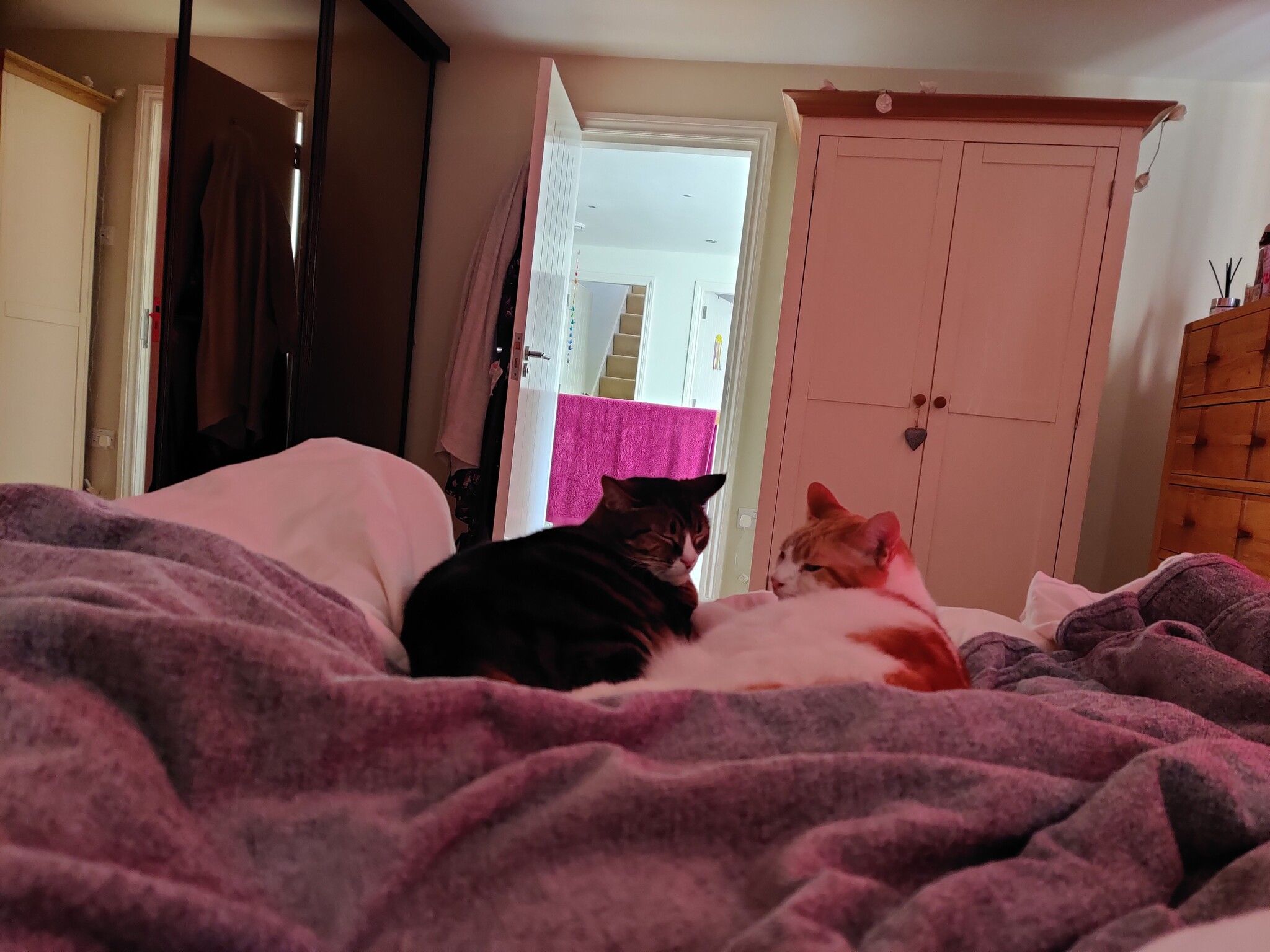 Two cats resting on a bed under a pink blanket