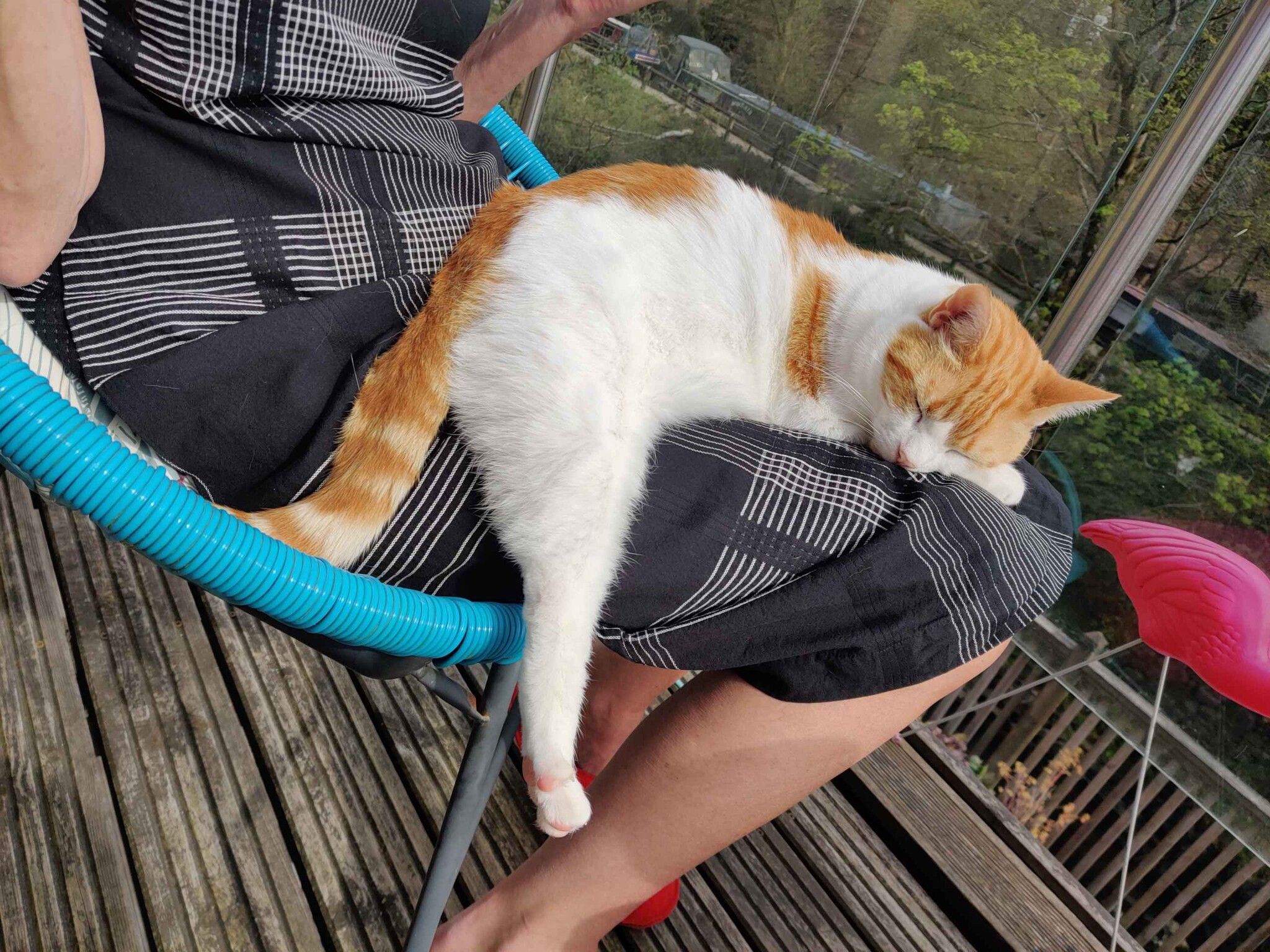 Ginger and white cat sleeping on a person's lap
