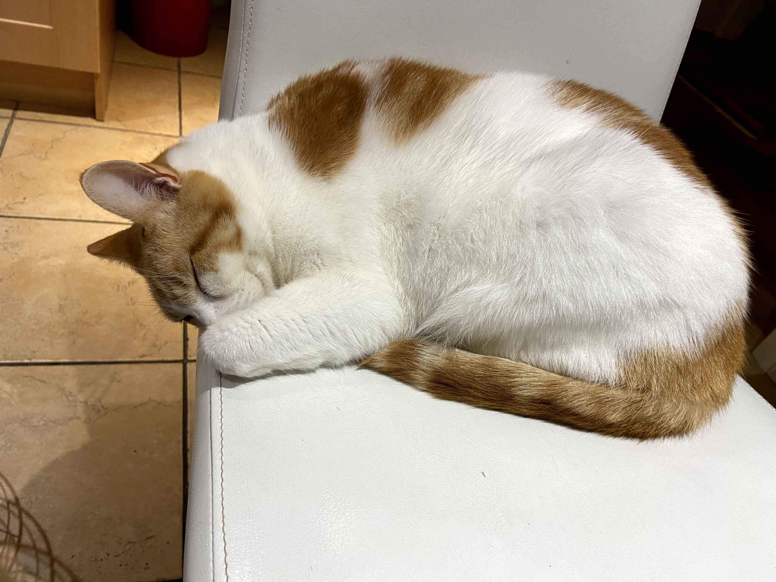 Ginger and white cat curled up sleeping on a white chair