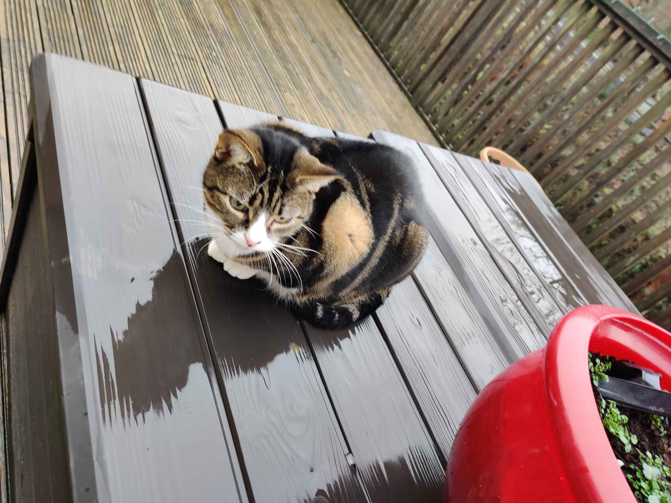 Tabby cat curled up on a wet wooden deck